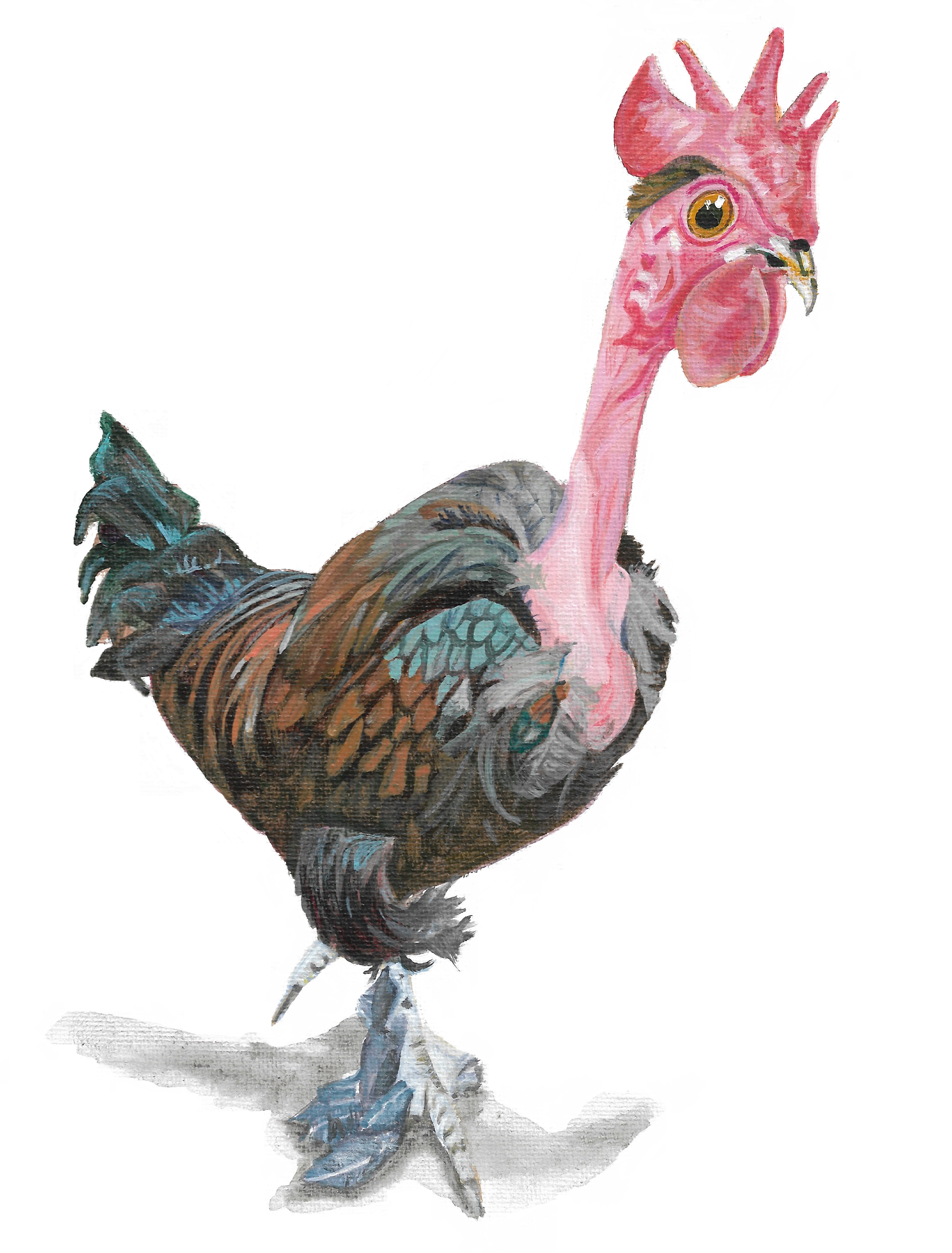 'Transylvanian Naked-Neck Chicken', 
26 x 20 cm, acrylic on canvas panel.