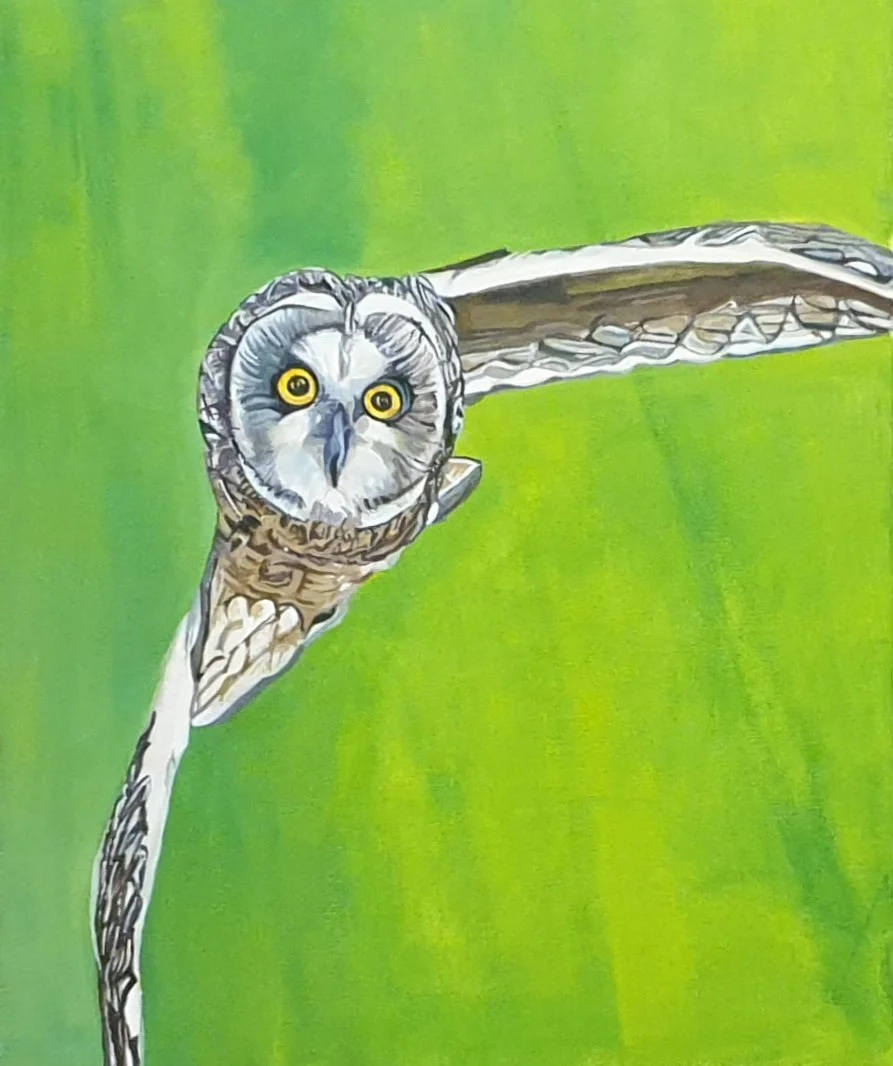 'Owl on Green', 
51 x 41 cm, acrylic on box canvas.