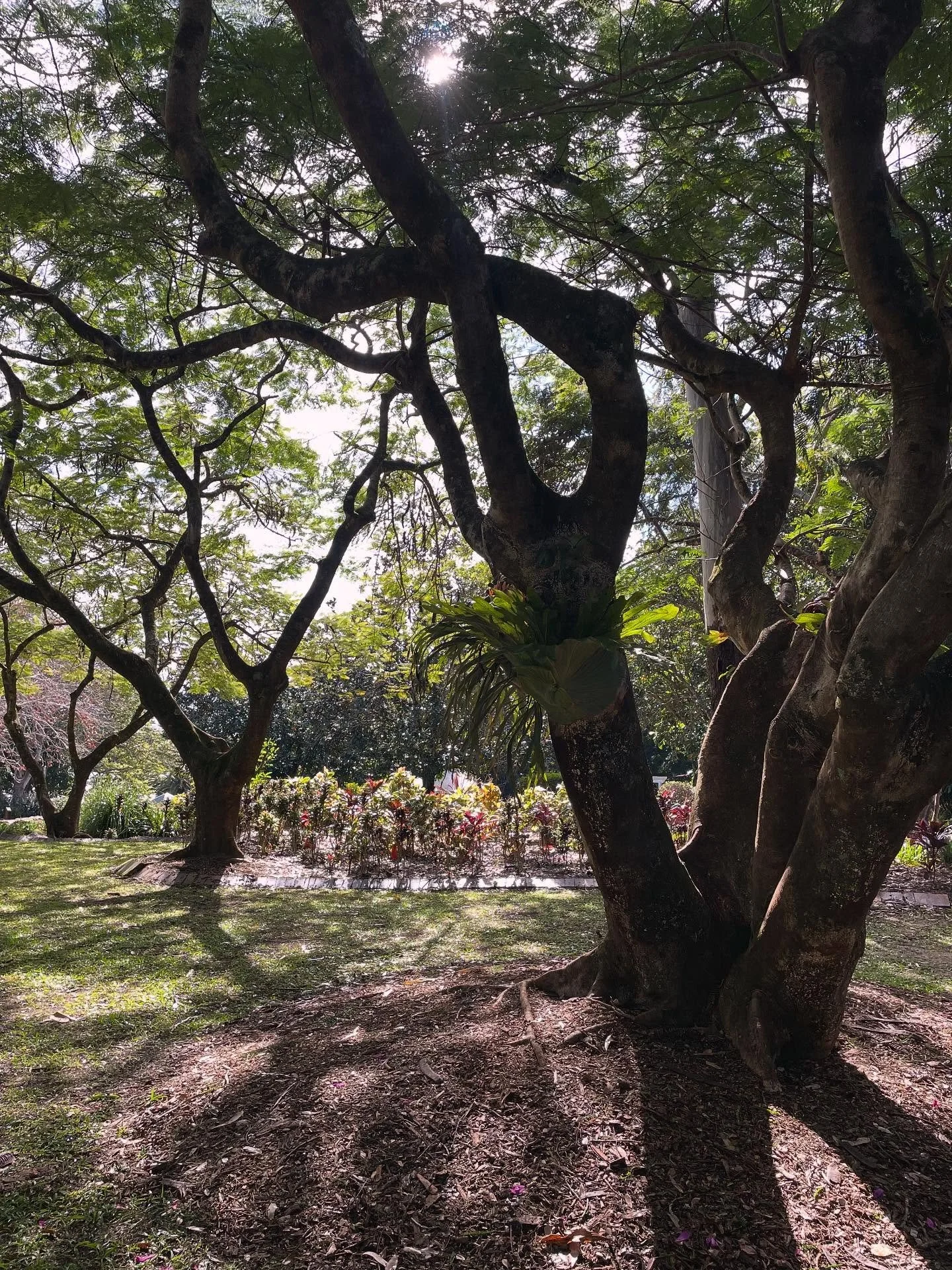 INTERSOMA launch coming soon