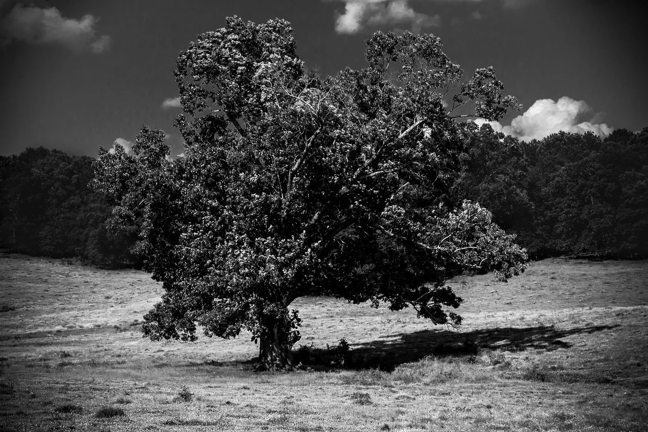 A solitary tree standing in a grassy field with a dark, cloudy sky in the background.