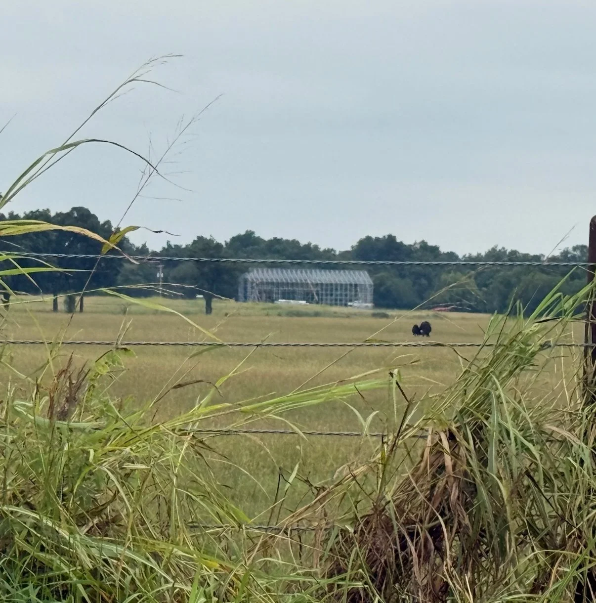 Enduring by Design: The Lasting Strength of Metal Buildings