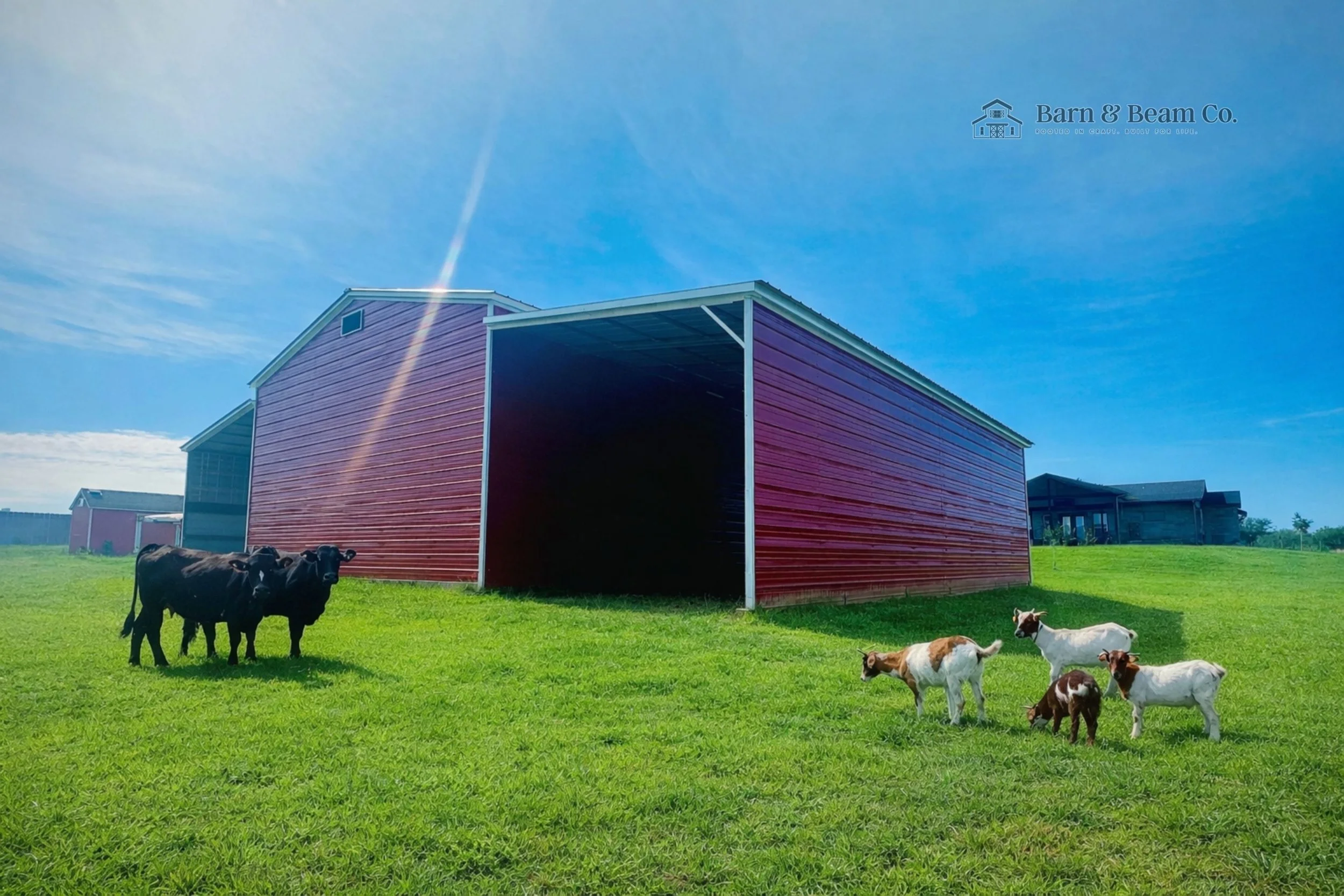 A farm scene with a red barn, several black cows, and white and brown goats on green grass under a blue sky.
