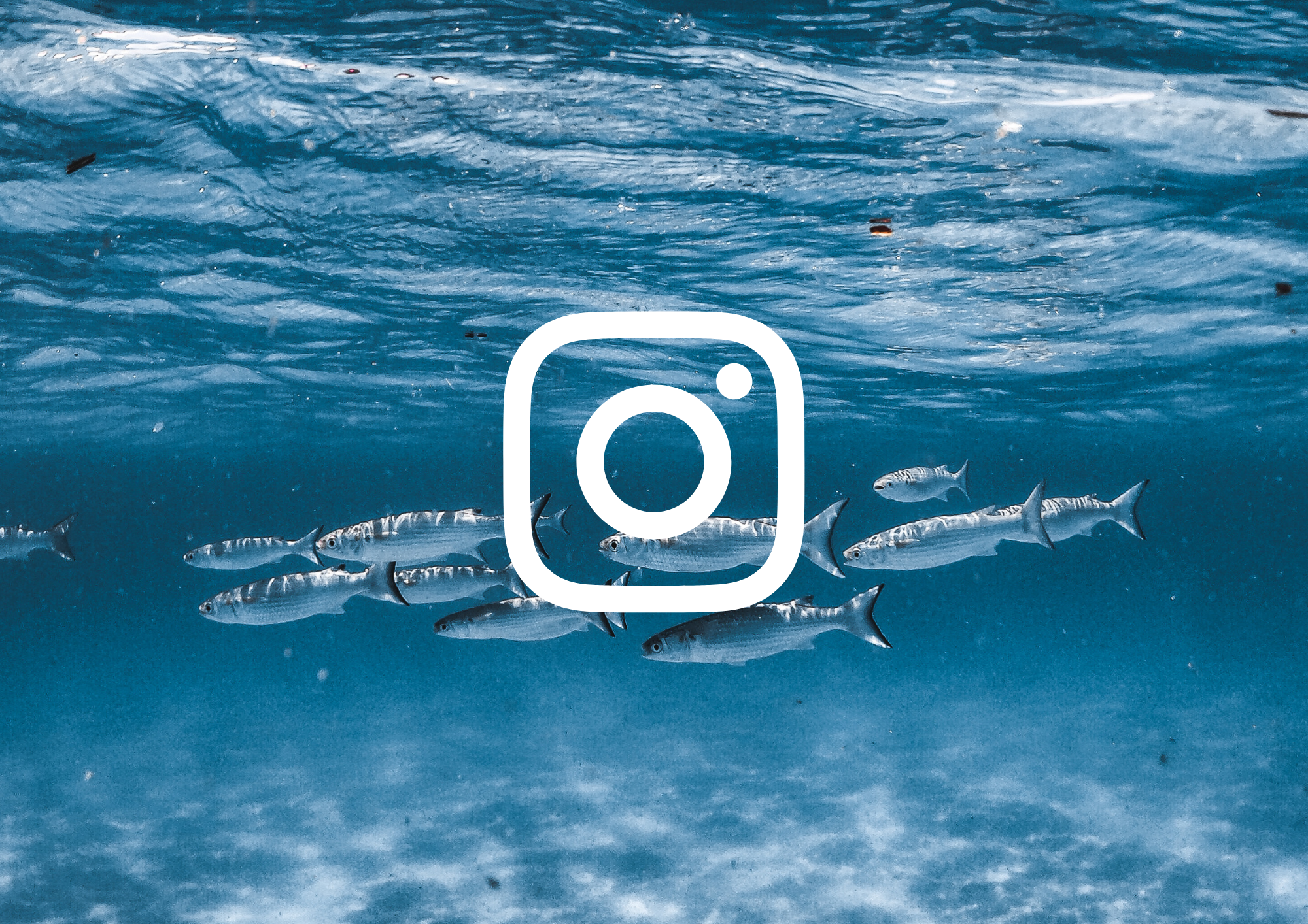 Peixes nadando no oceano, com uma sobreposição do logo do Instagram no centro da imagem.