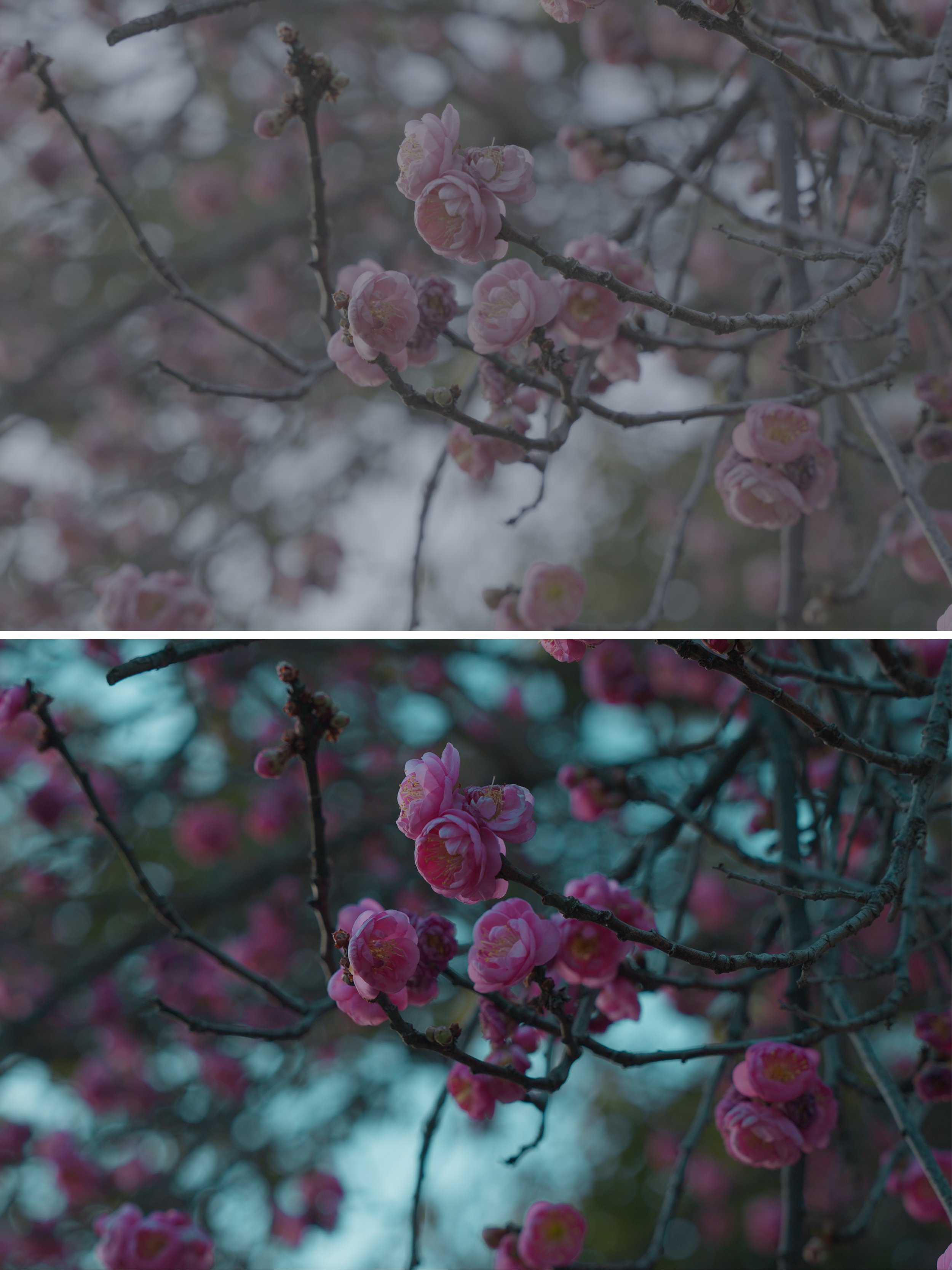 MCS_Vol1_Pink Flowers_Slog3-Rune.jpg