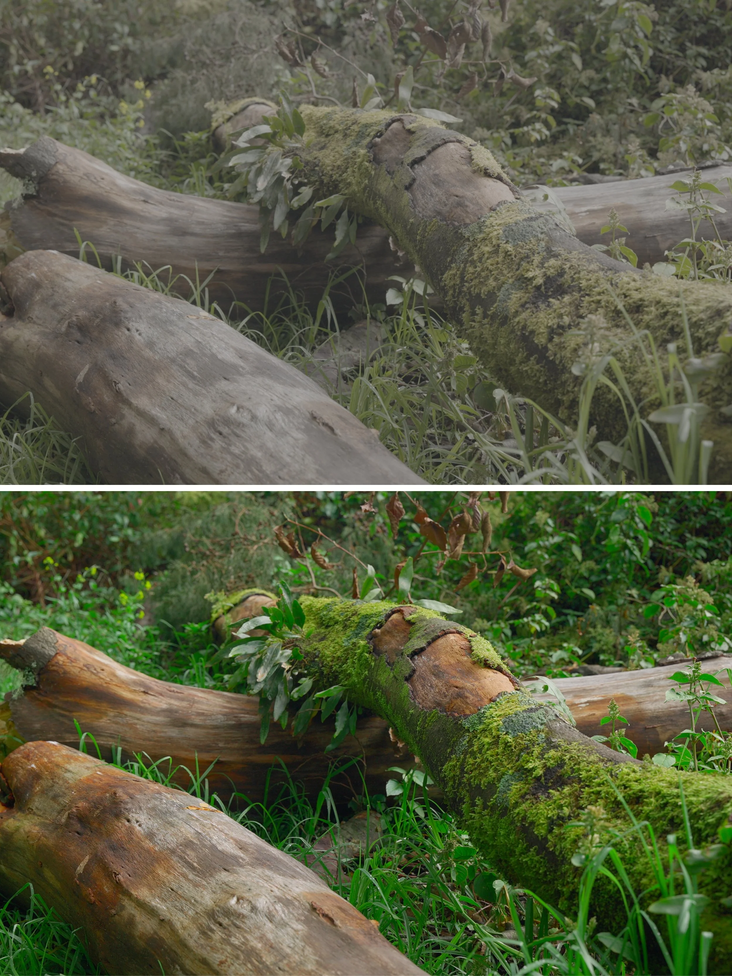MCS_Vol1_Tree Trunk_Slog3-Magic.jpg
