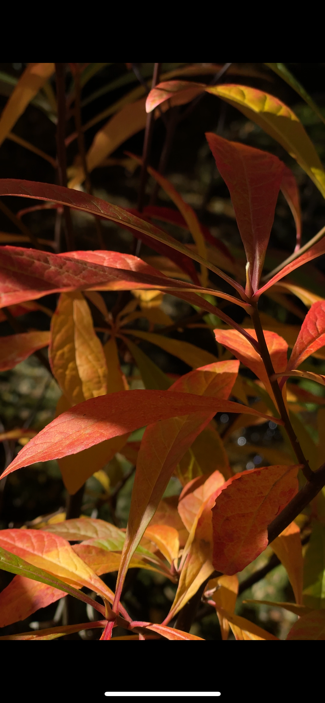 Franklinia alatamaha fall color