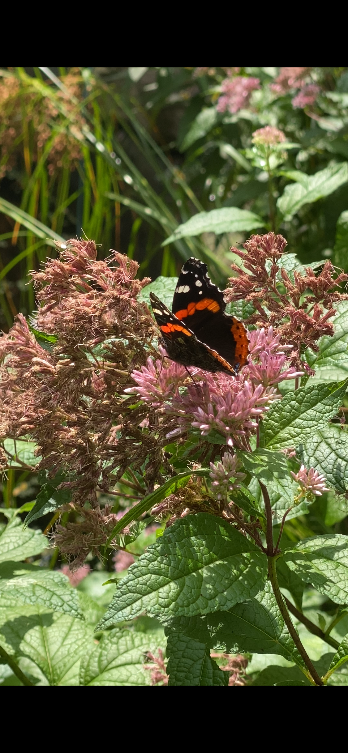 Red admiral butterfly enjoys Joe Pye weed flowers