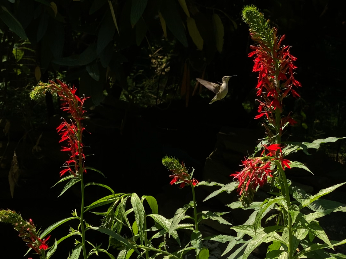 hummingbird visits Lobelia cardinalis in full bloom