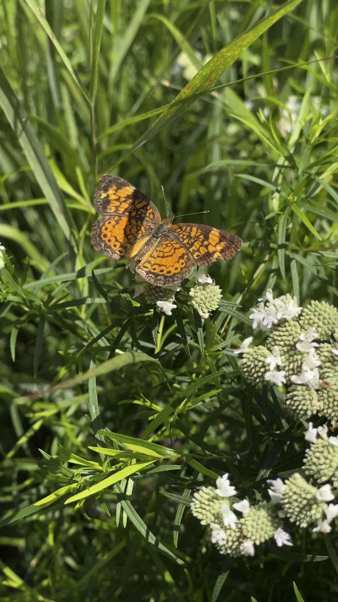 Butterfly pollinates pycnanthemum tenuifolium