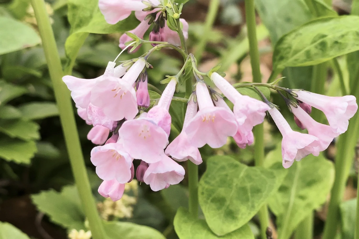 MCWA Monthly Meeting: April 2026