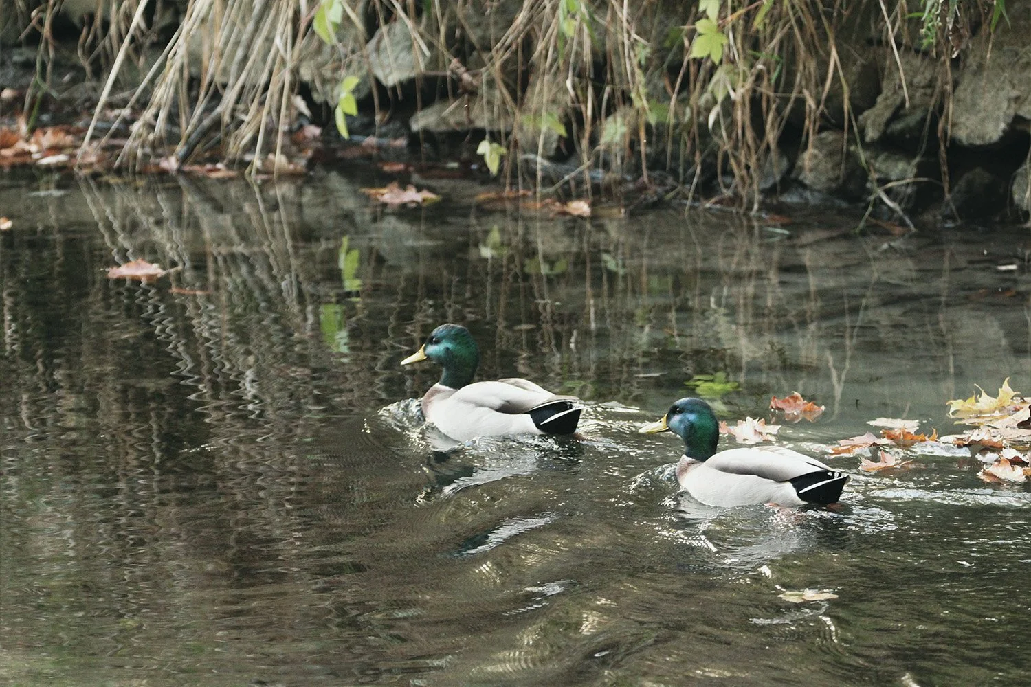 Ducks swim along the bank of Monocacy Creek