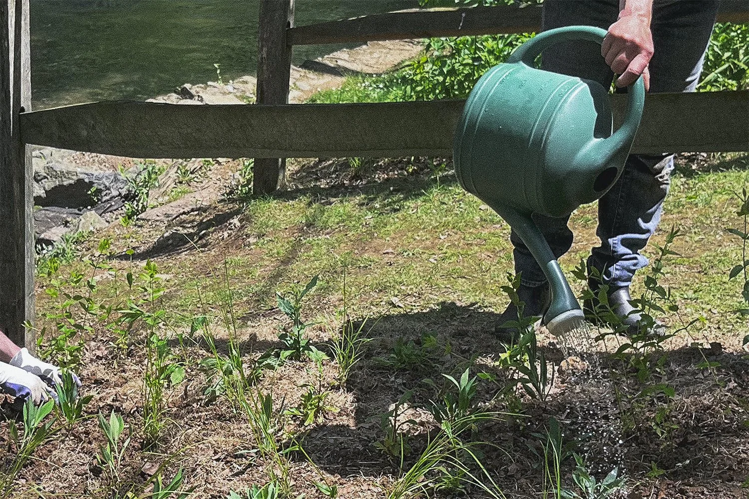 Watering native plant plugs at Monocacy Park