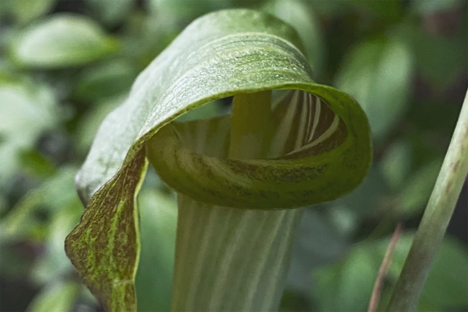 Jack-in-the-pulpit blooming
