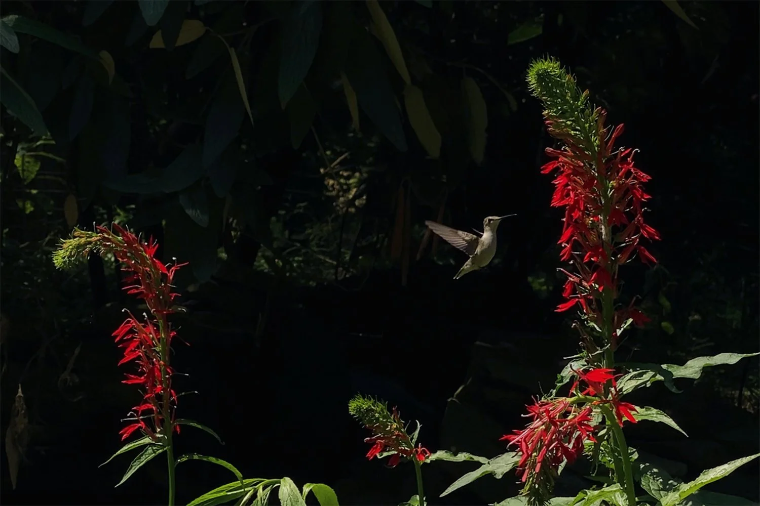 hummingbird enjoys cardinal flower