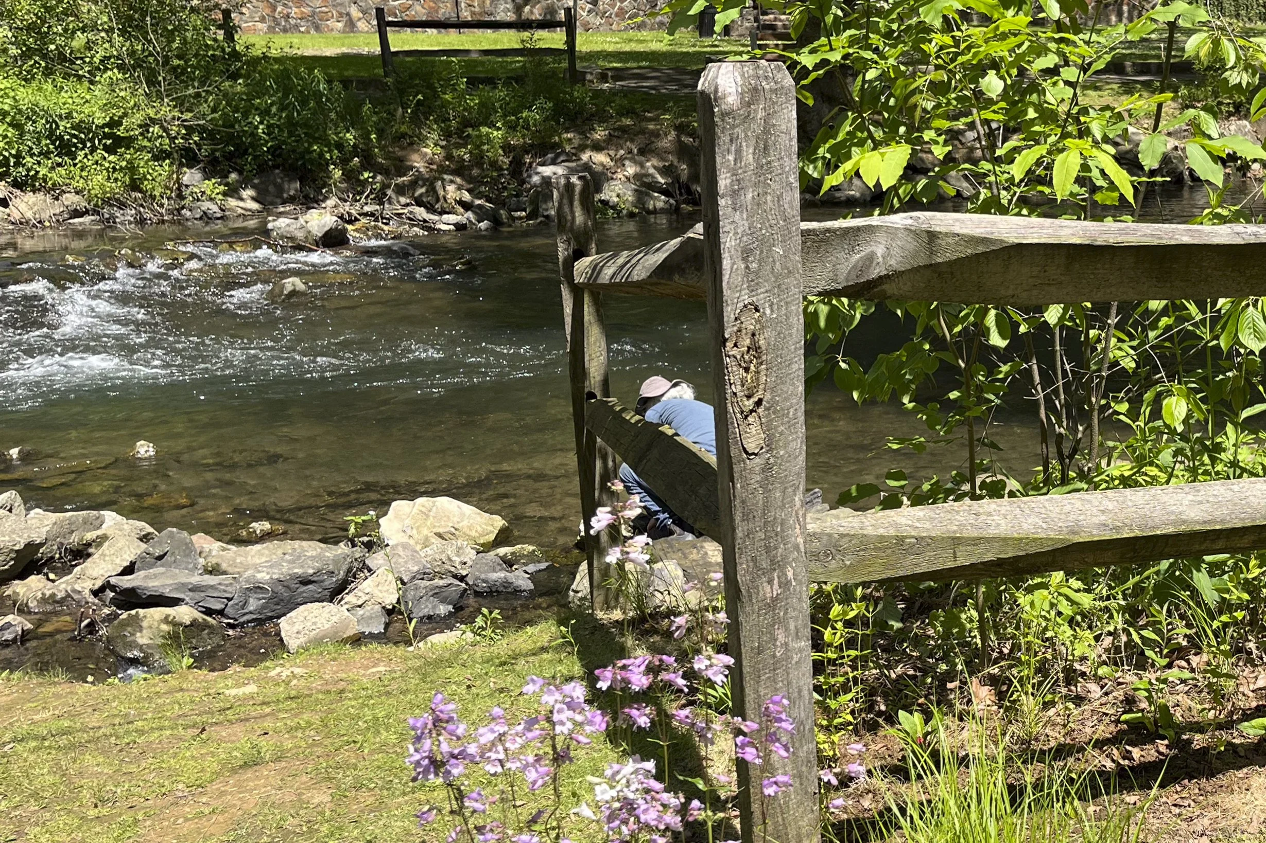 Volunteer waters native plant plugs along Monocacy Creek at Monocacy Park