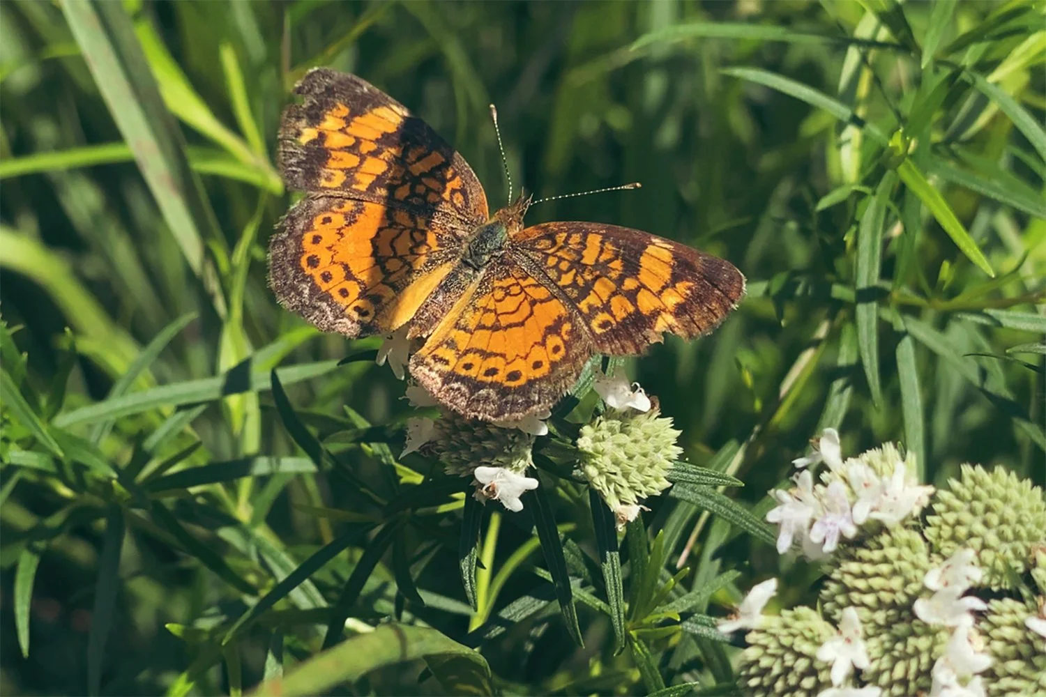 butterfly sits on pycnanthemum tenuifolium at Monocacy Park