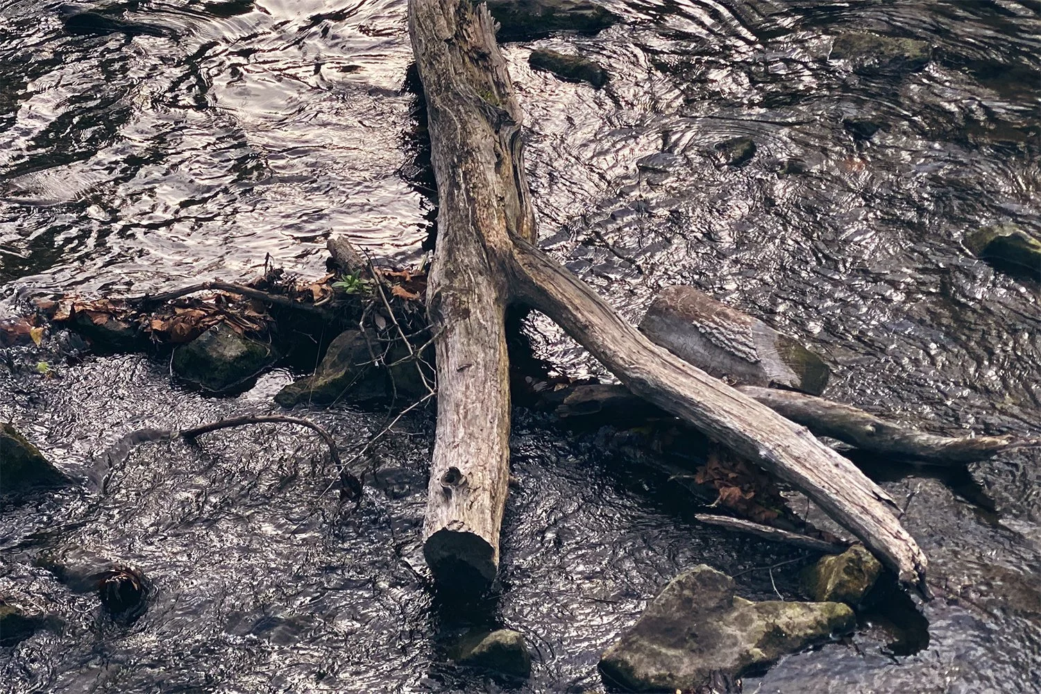 Fallen tree limb in Monocacy Creek in Bethlehem, PA