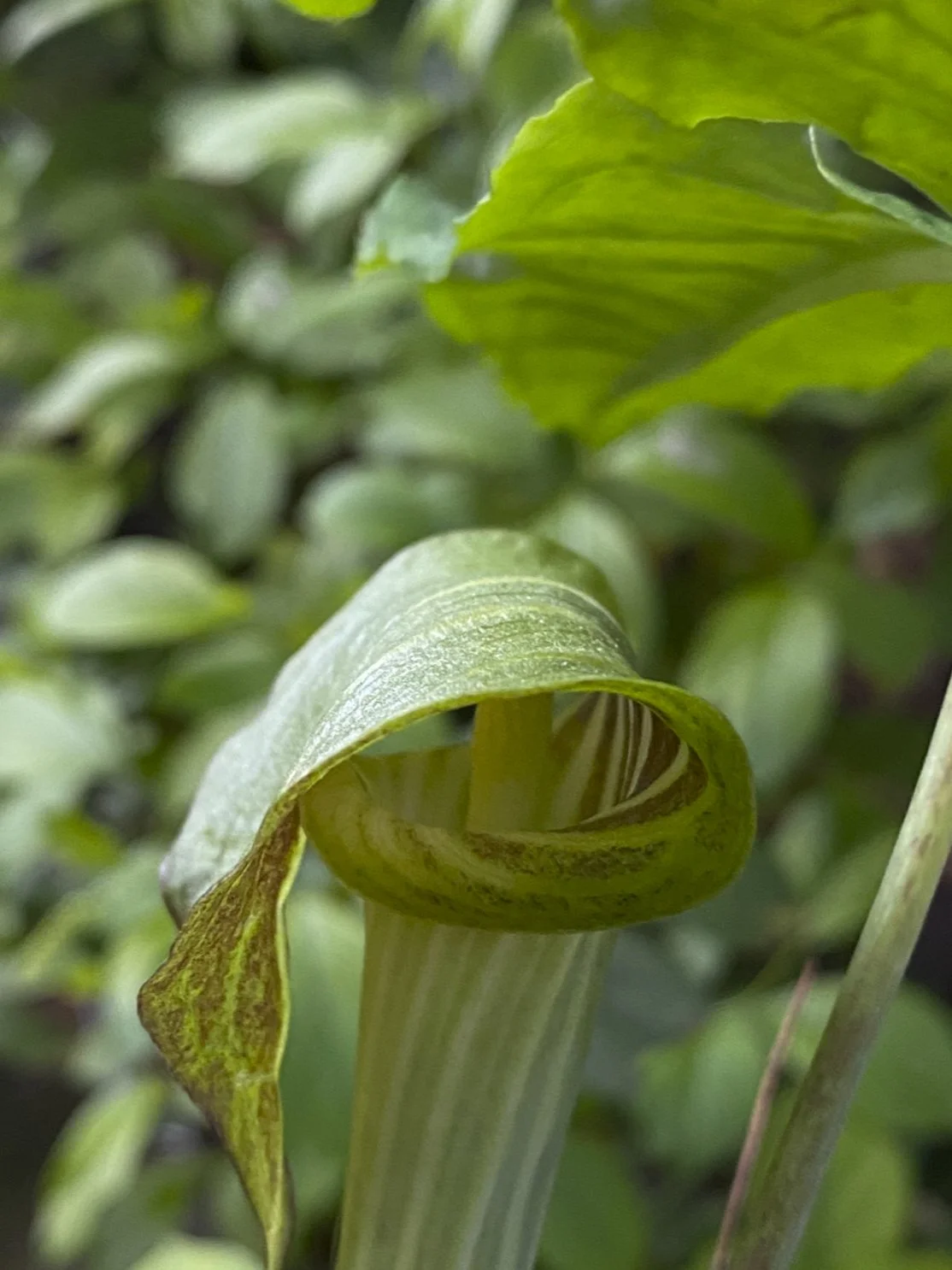 Close-up of a jack-in-the-pulpit in bloom.