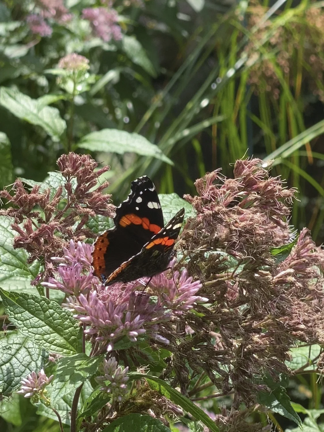 A butterfly enjoys Eutrochium dubium at the end of Summer.