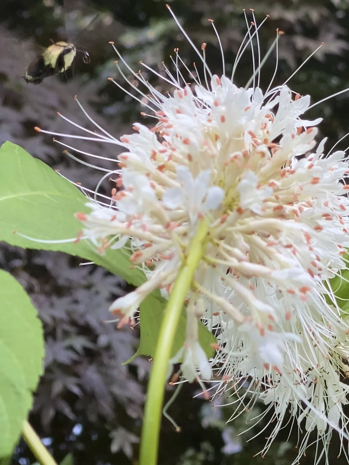 Close-up of a Ohio buckeye with hummingbird moth nearby.