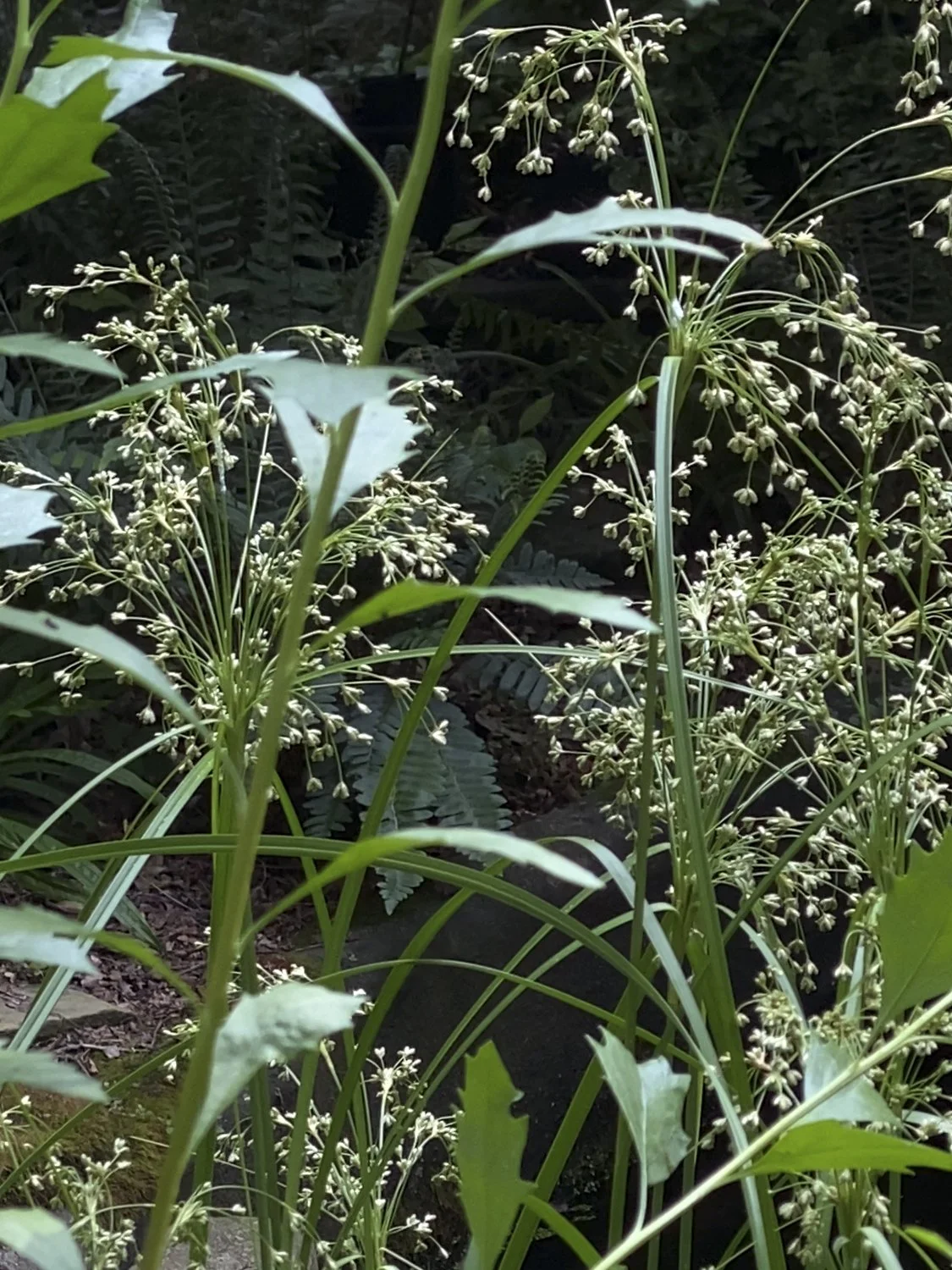 Close-up of Scirpus cyperinus, a type of wetland sedge native to the Eastern United States.