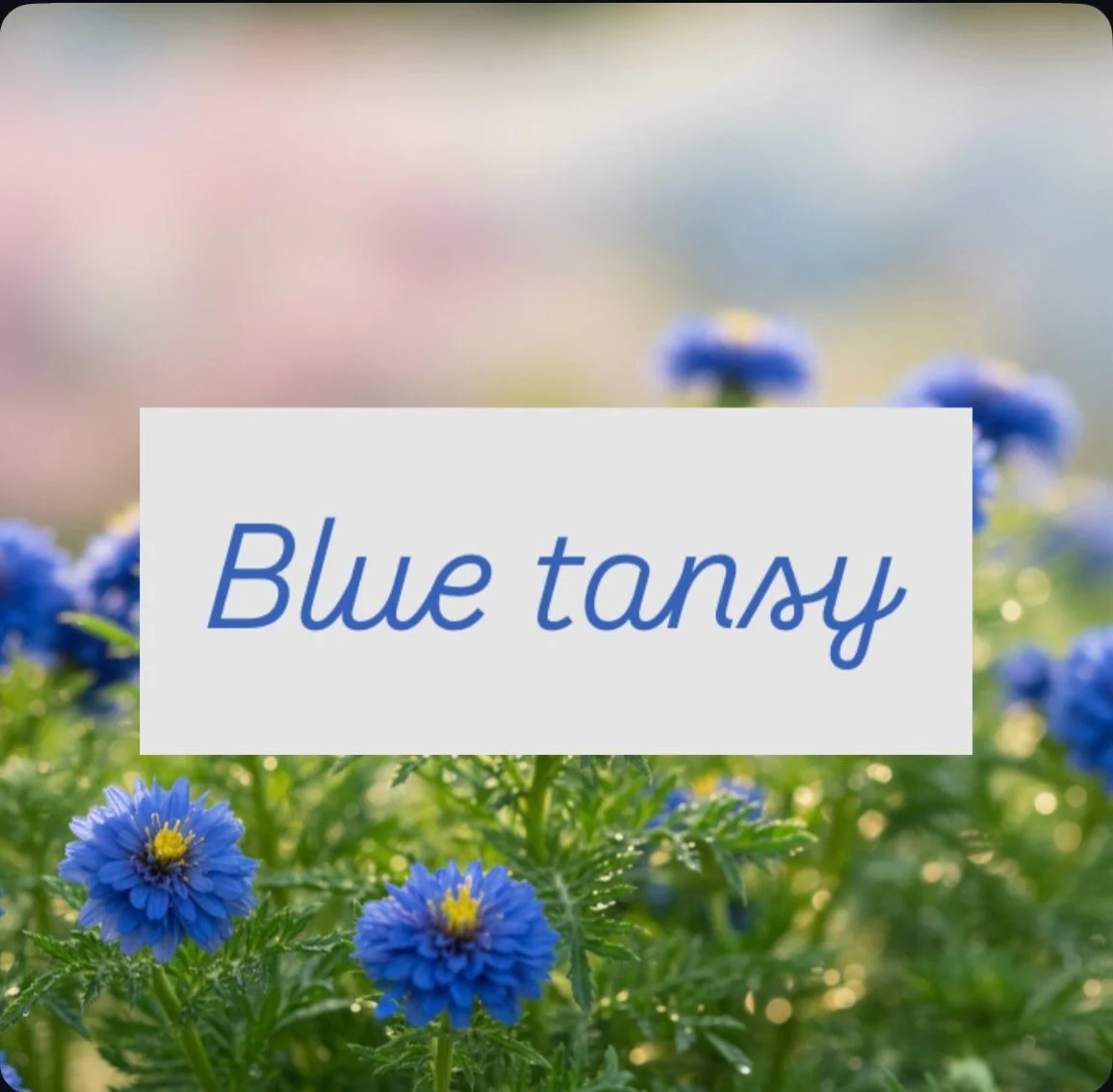 I first used blue tansy as a facial serum almost 10 years ago when I got a trial size in my Birchbox (remember those?) I have never loved anything so much for my face. I went to repurchase and saw the insane price ($135 per ounce!!!!) and thought jus