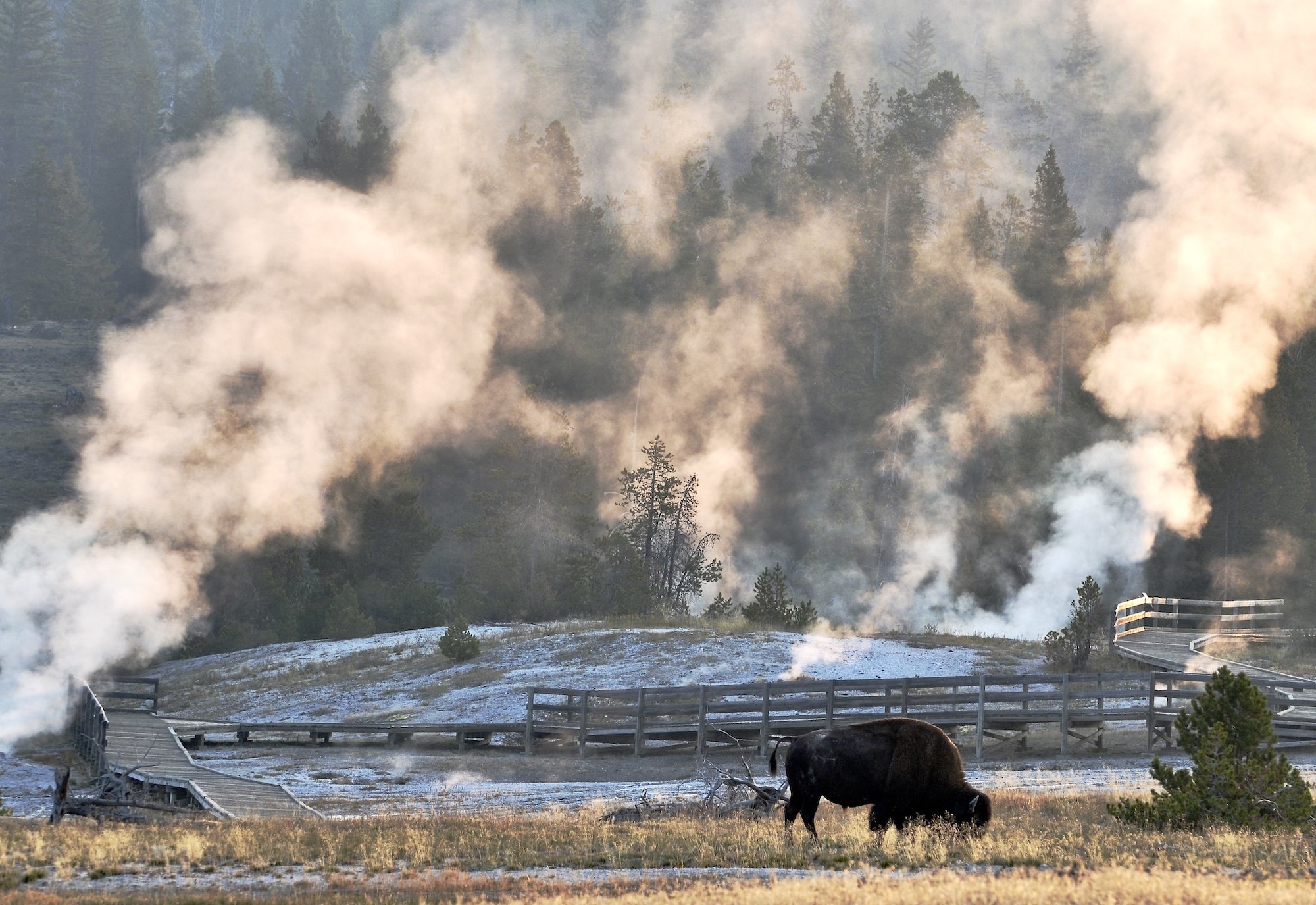 Yellowstone National Park, Wyoming, USA - Available for purchase!