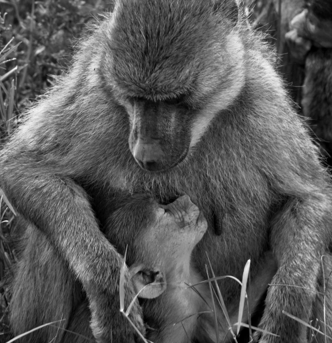 Amboseli National Park, Kenya