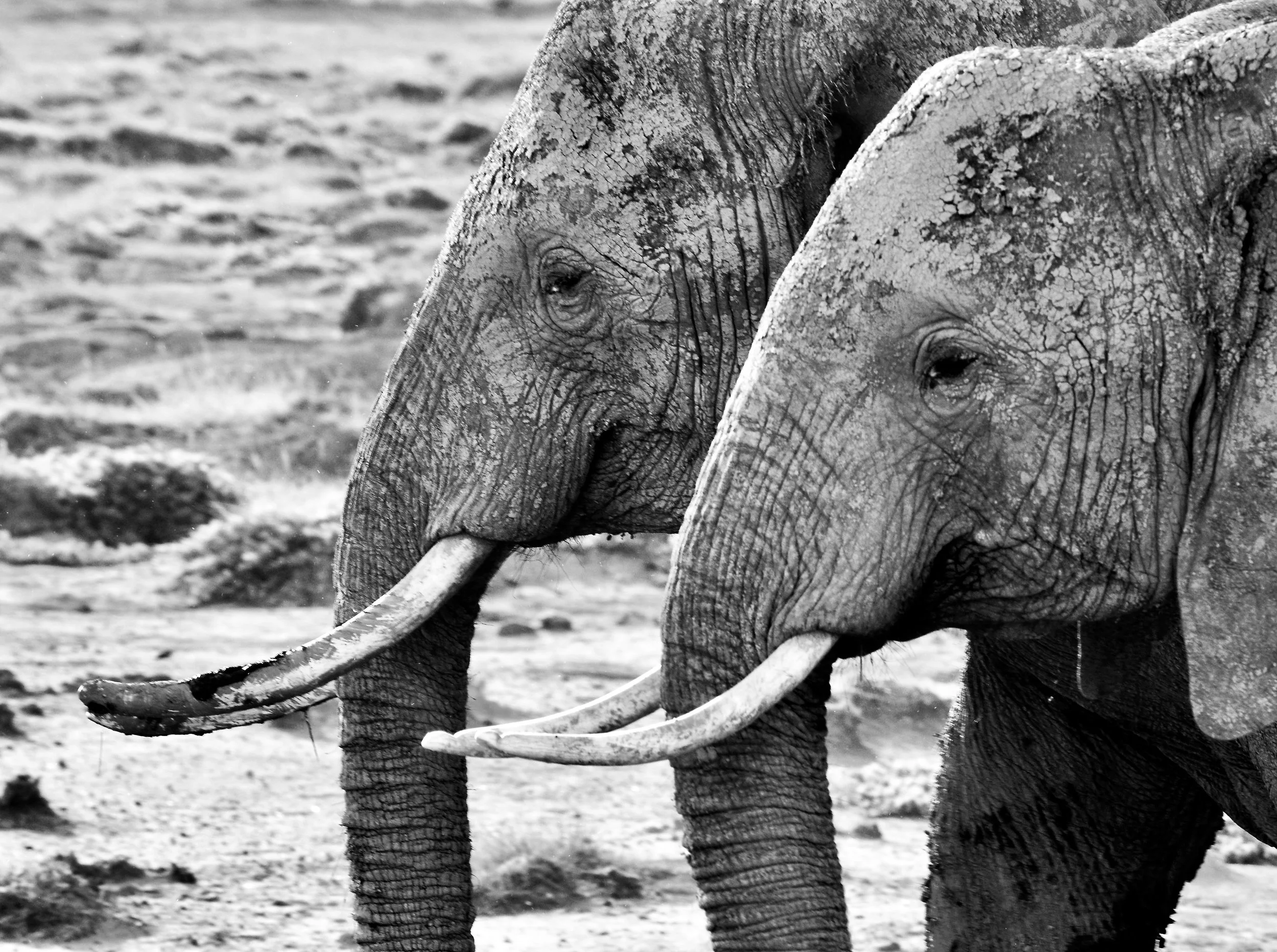 Amboseli National Park, Kenya