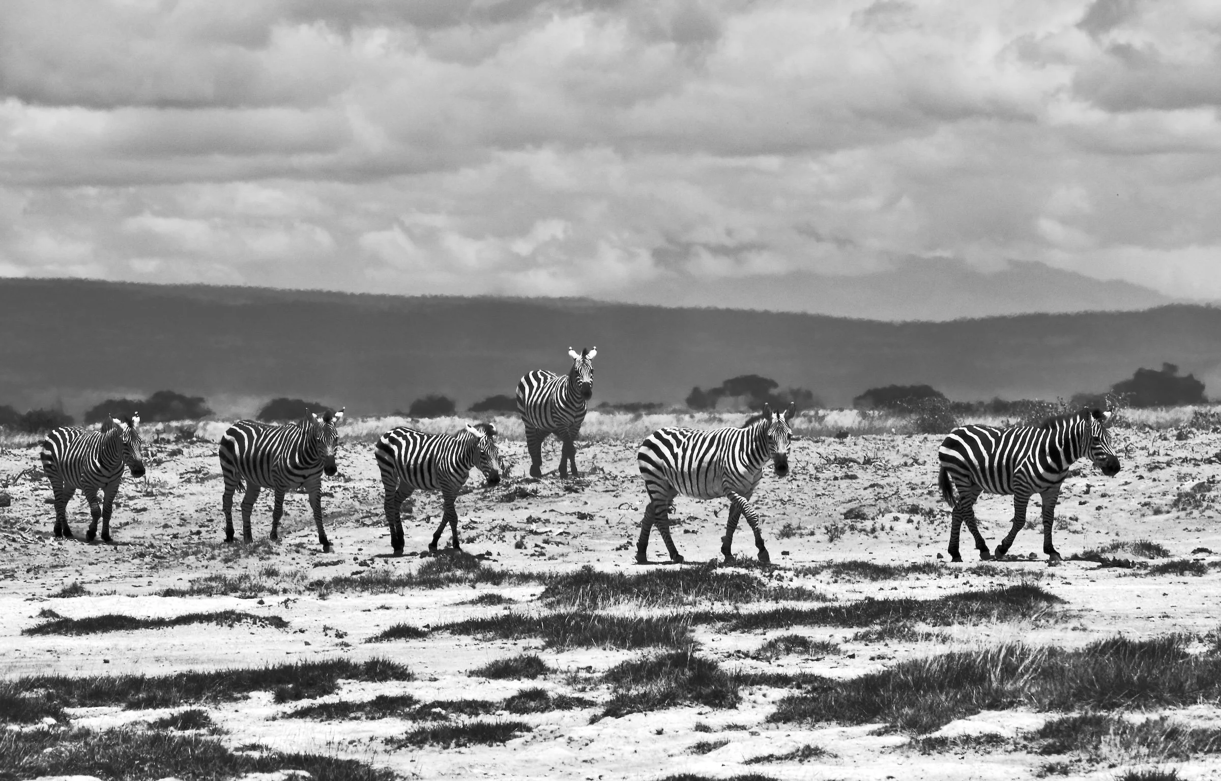Amboseli National Park, Kenya - Available for Purchase!