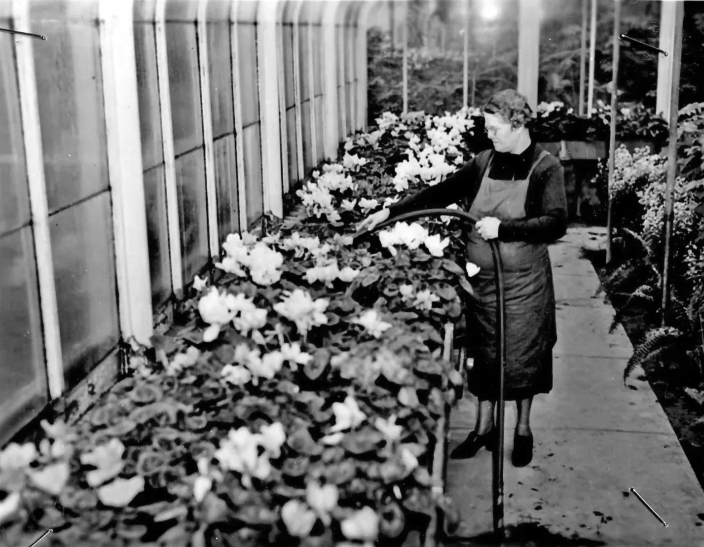 A woman working inside a greenhouse, watering or tending to rows of flowering plants.
