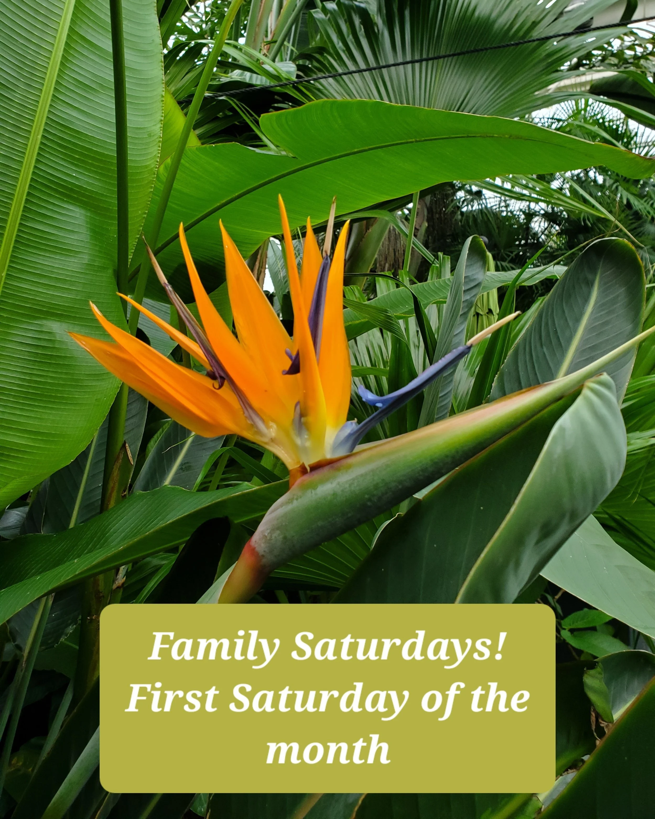 Family Saturday - 1st Saturday Monthly