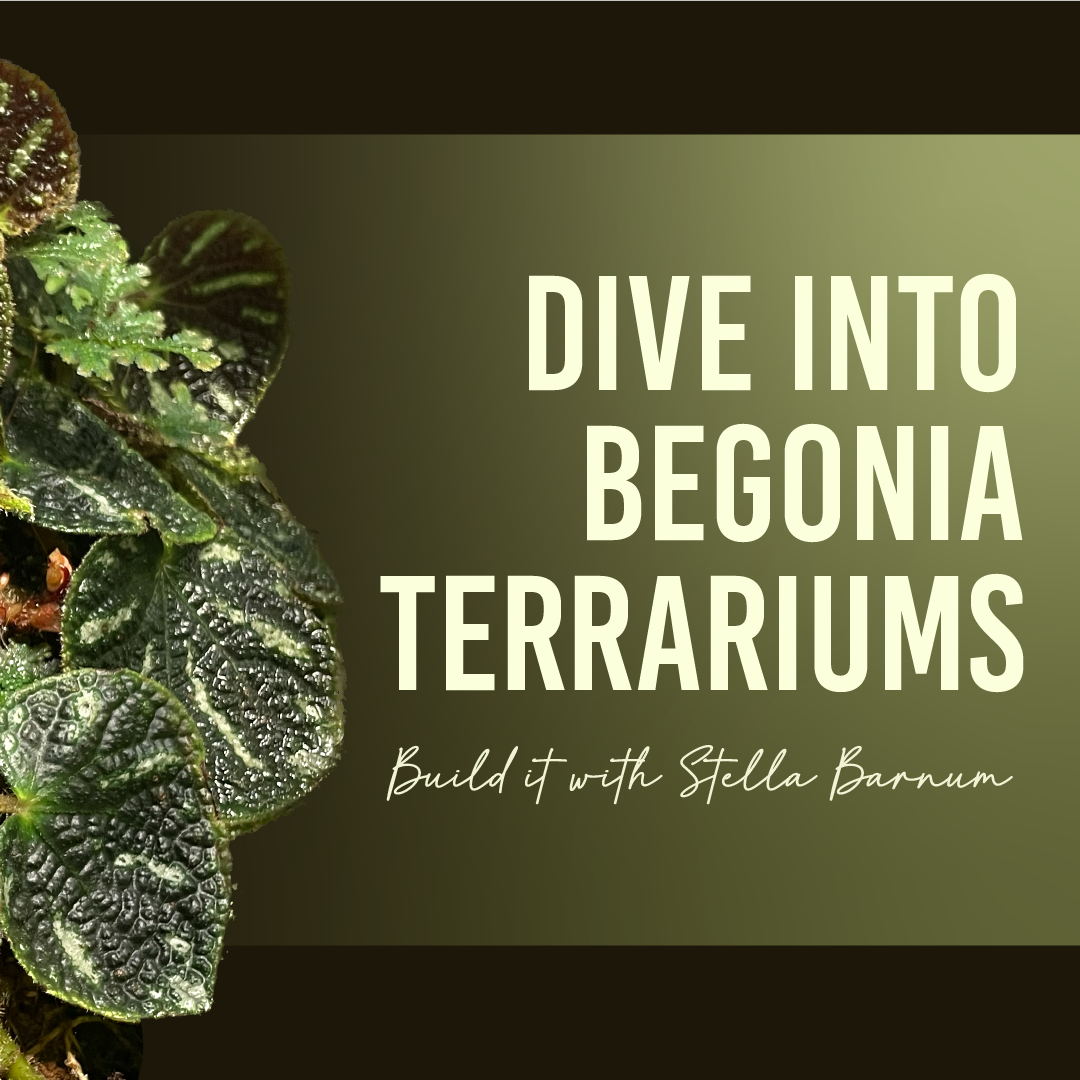 9/9 WORKSHOP - Dive Into Begonia Terrariums: Build It with Stella Barnum