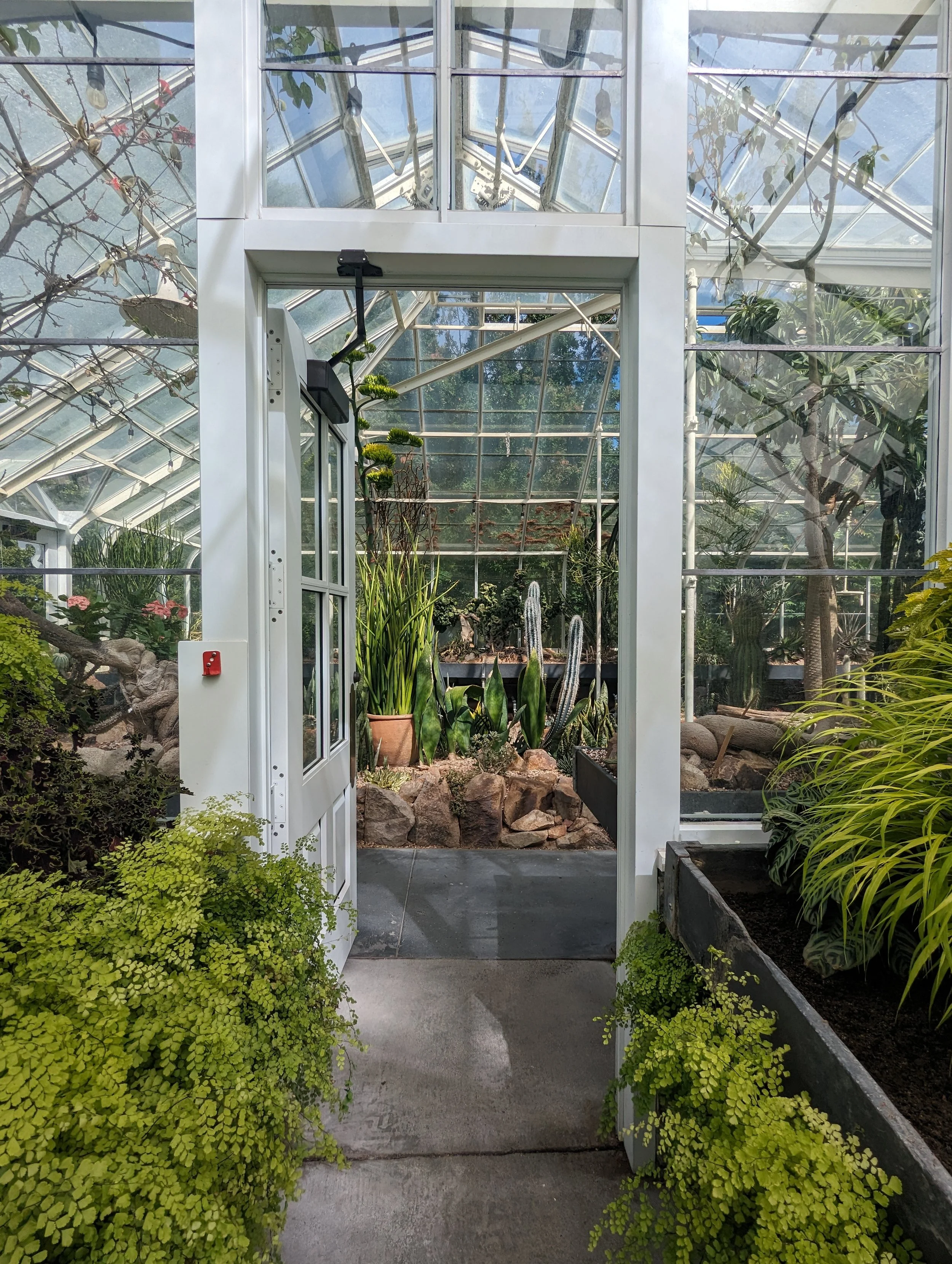 Photo of the transition between the Seasonal House and Cactus house provided by Kathy Buchanan. Photo shows an open door with delicate maidenhair ferns on either side opening into a desert-like greenhouse filled with cacti and succulents.