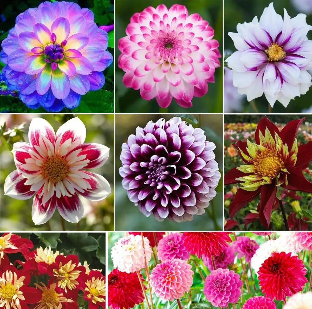 ECA Chrysanthemum Sale