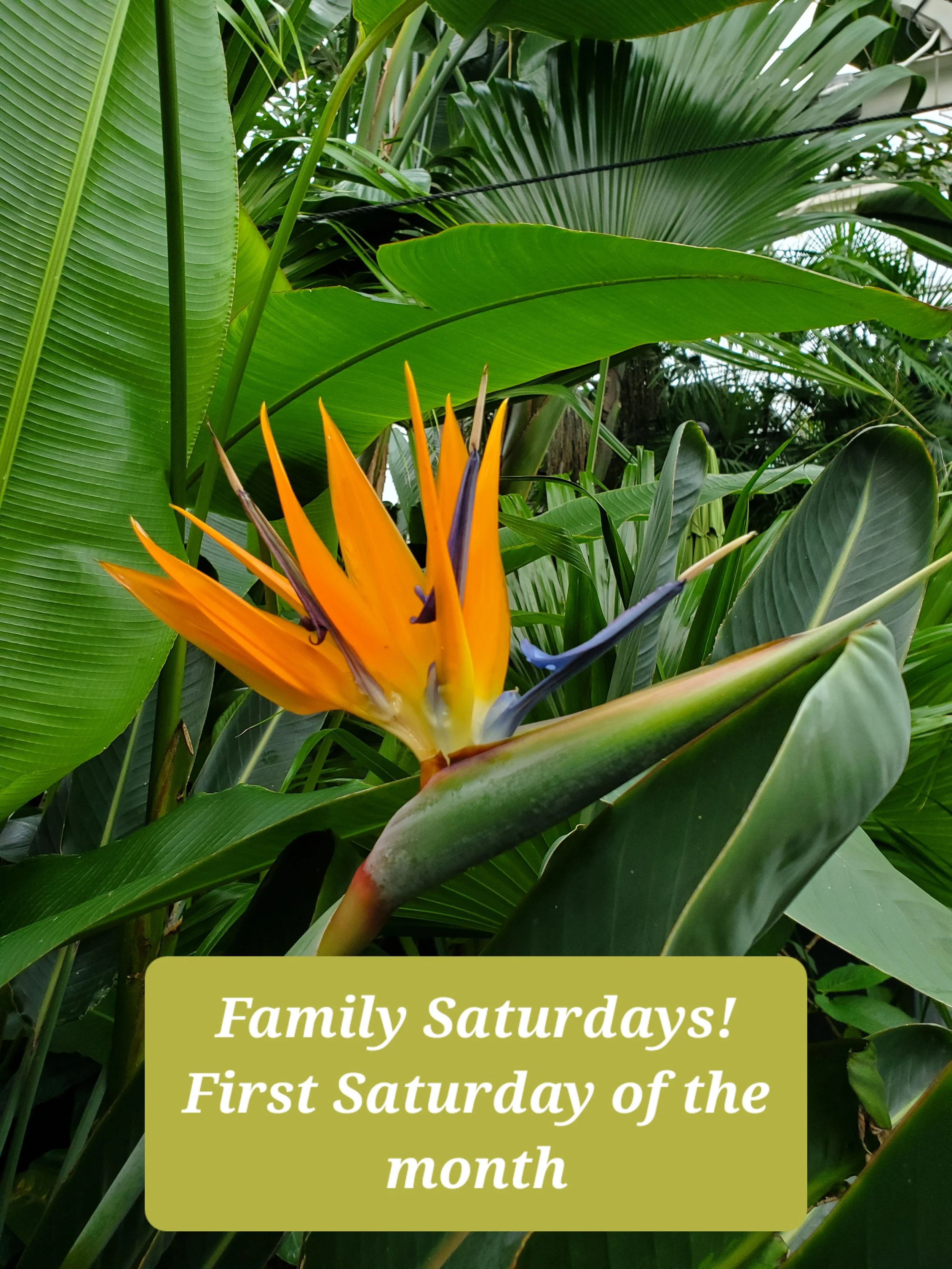 Family Saturday - 1st Saturday Monthly