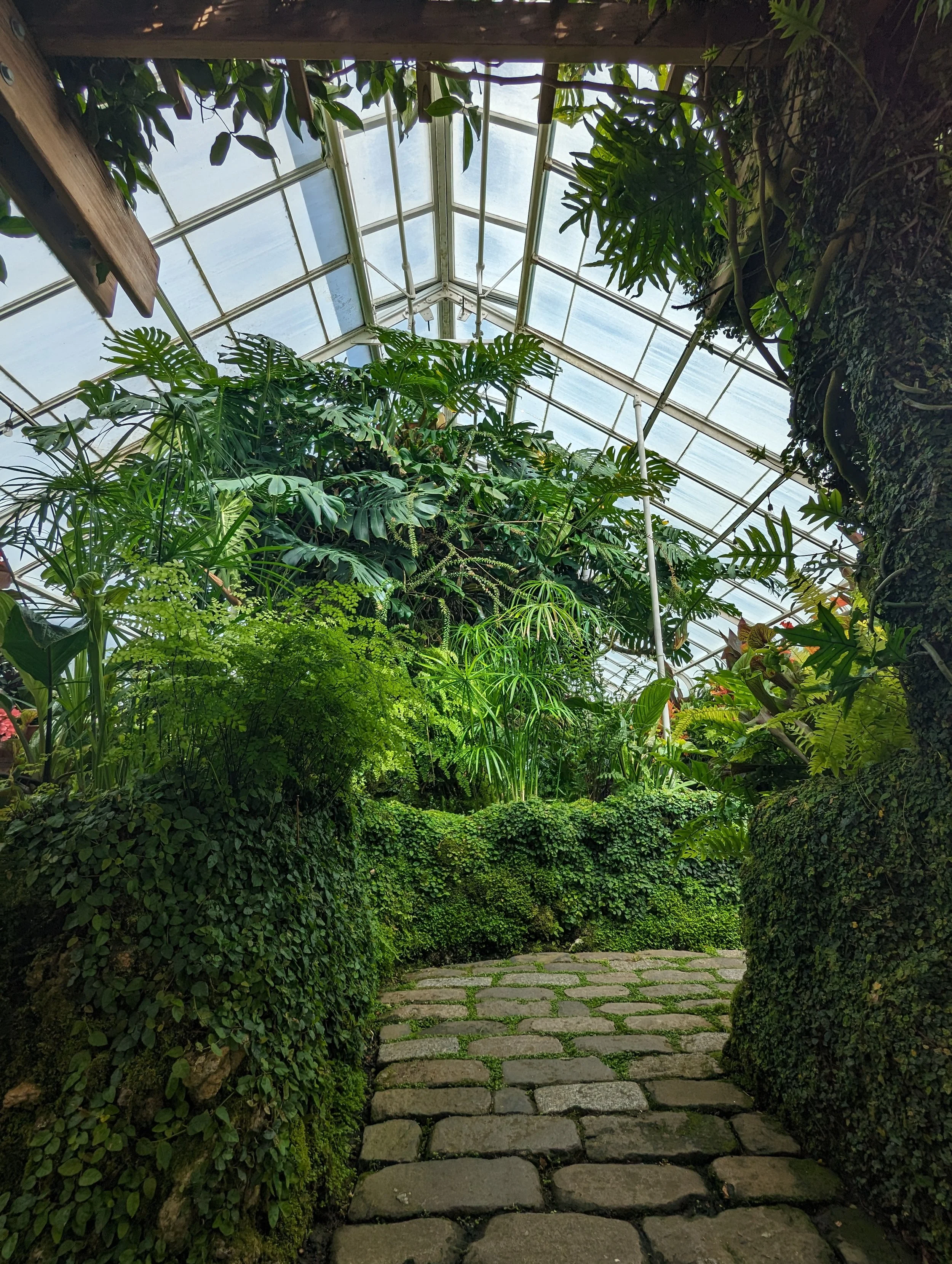 a peek into the Fern House looking down a brick path that leads to the right past a pond surrounded by lush plantings, ferns, carnivorous plants, and vines - an oasis in a city.