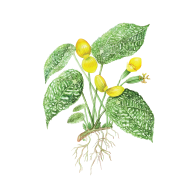 PNW Begonia Society Branch Meeting
