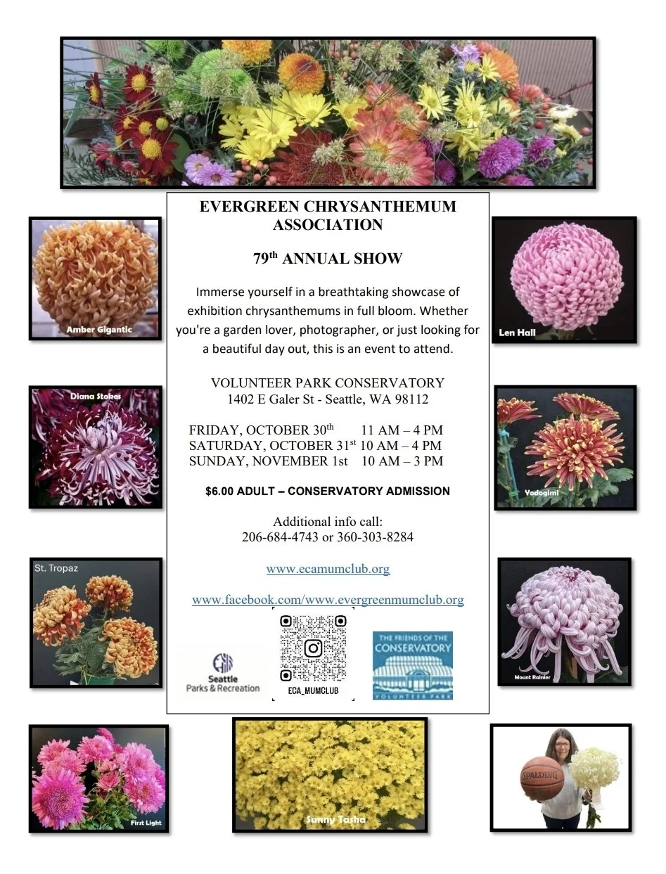Evergreen Chrysanthemum Association Show