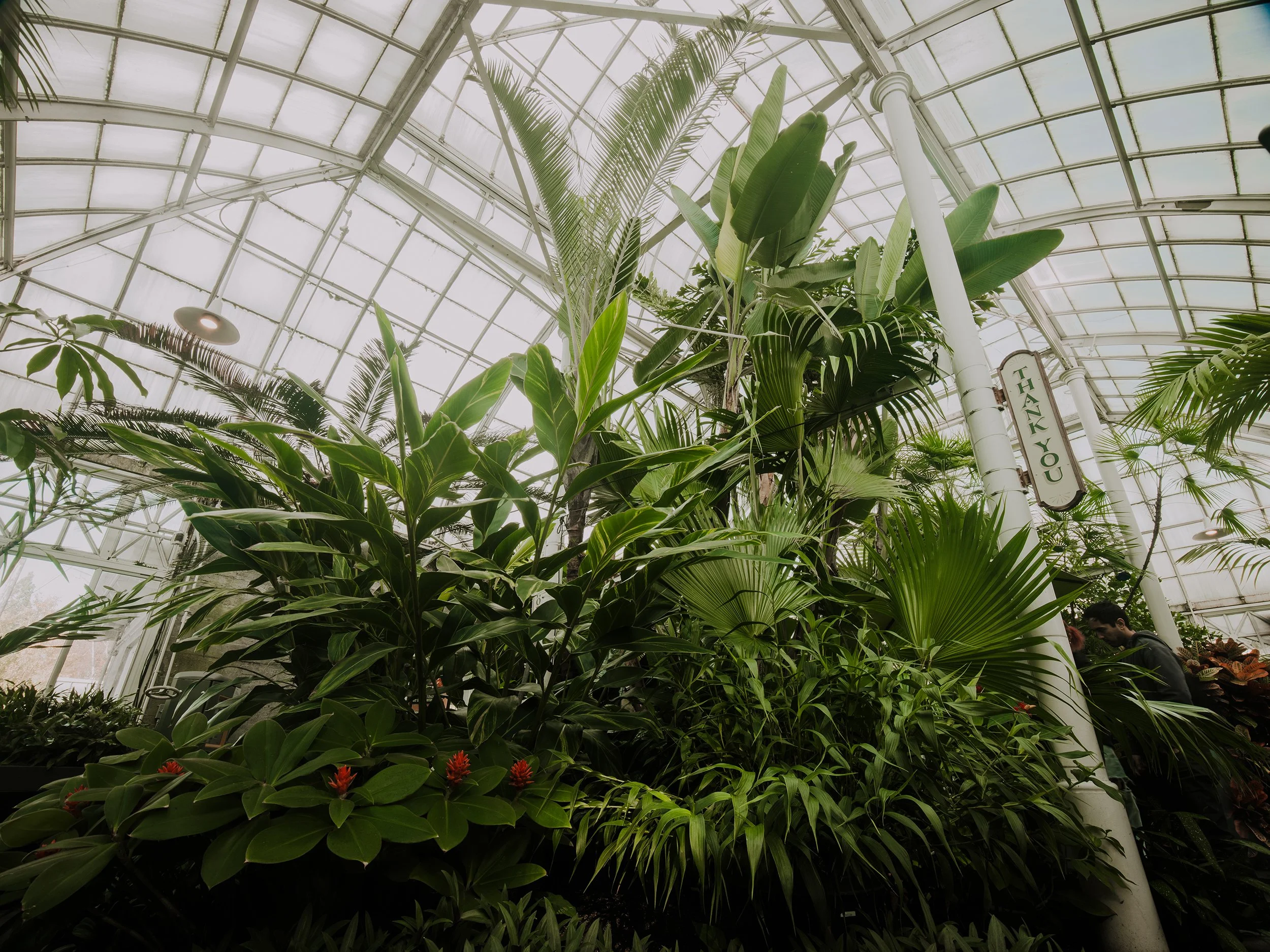 Lush green tropical plants inside a glass conservatory with a sign that says 'Thank You' on a white pole.