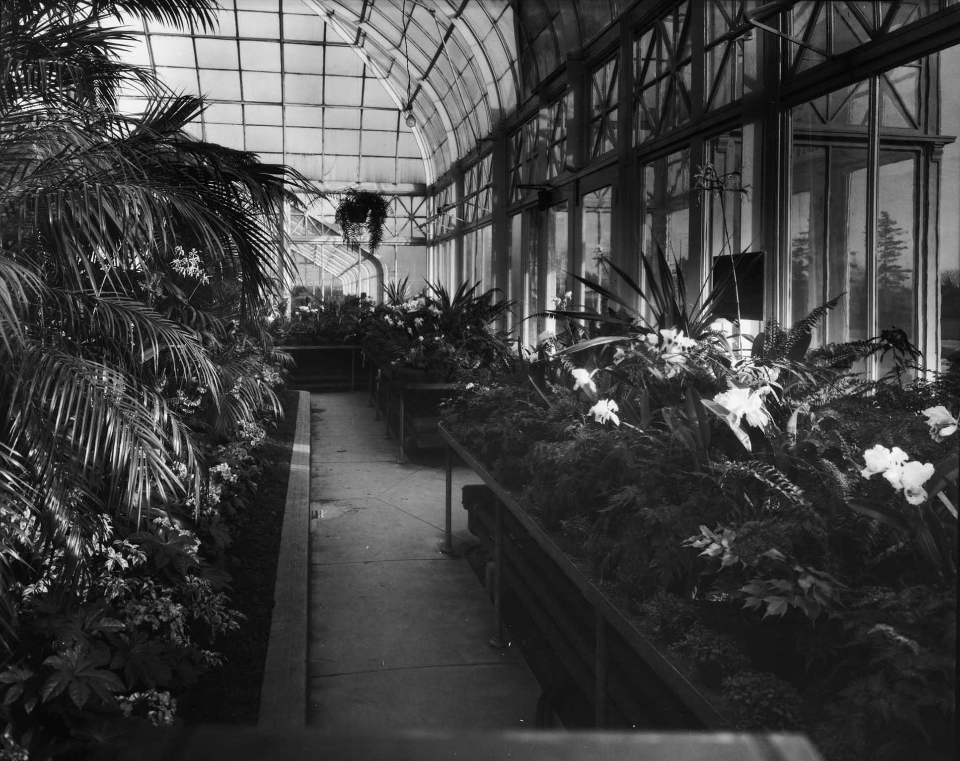 Inside a greenhouse with plants and flowers on display, with a glass ceiling and large windows