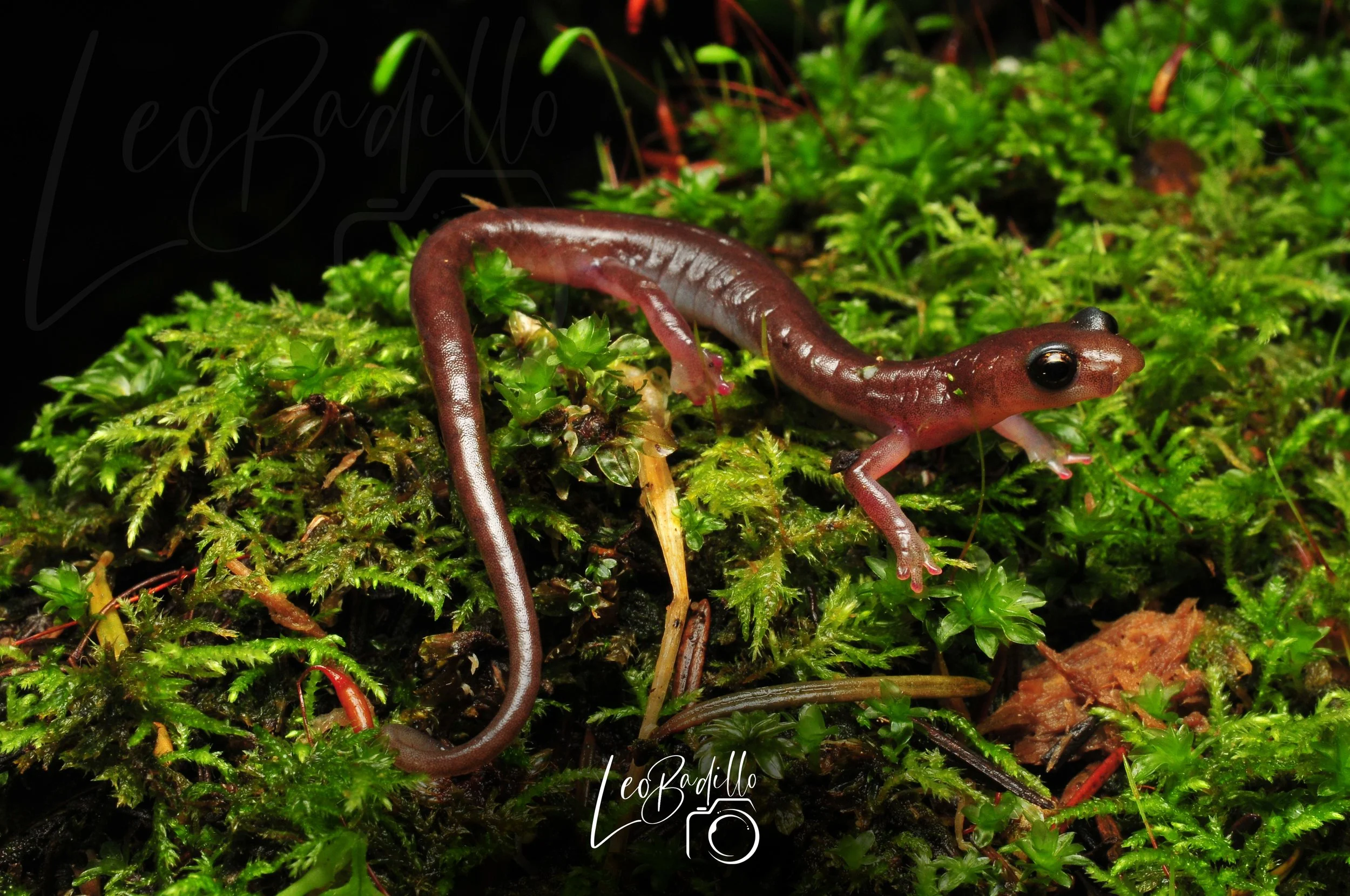 Chiropterotriton chico