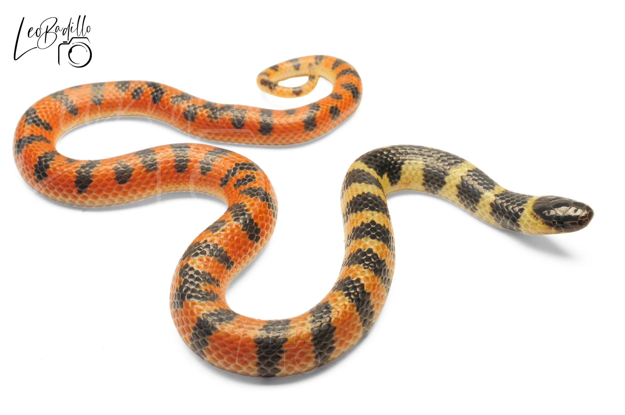 Serpiente con patrones coloridos en fondo blanco