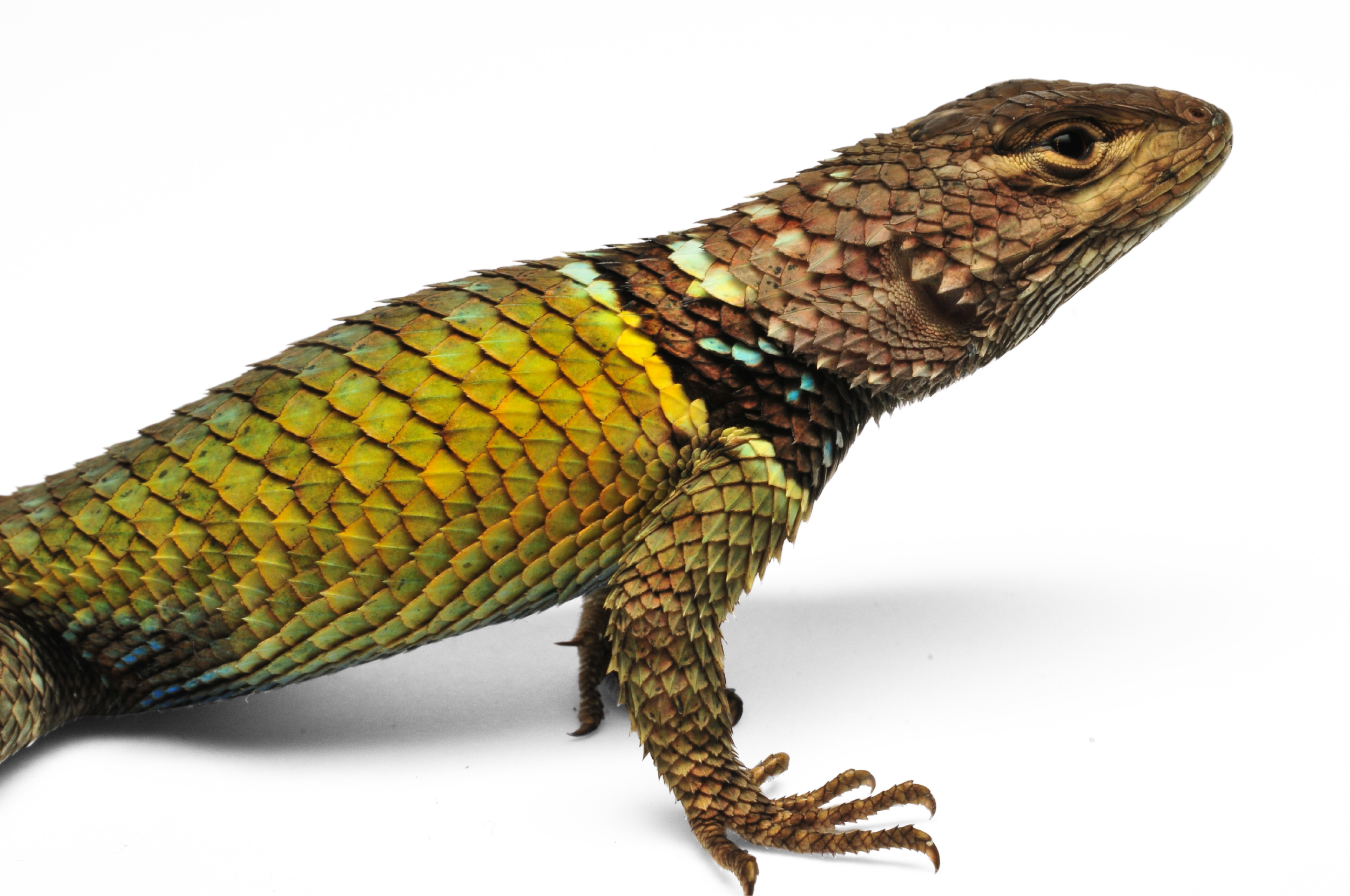 Lagarto con escamas verdes, marrones, y azules en fondo blanco