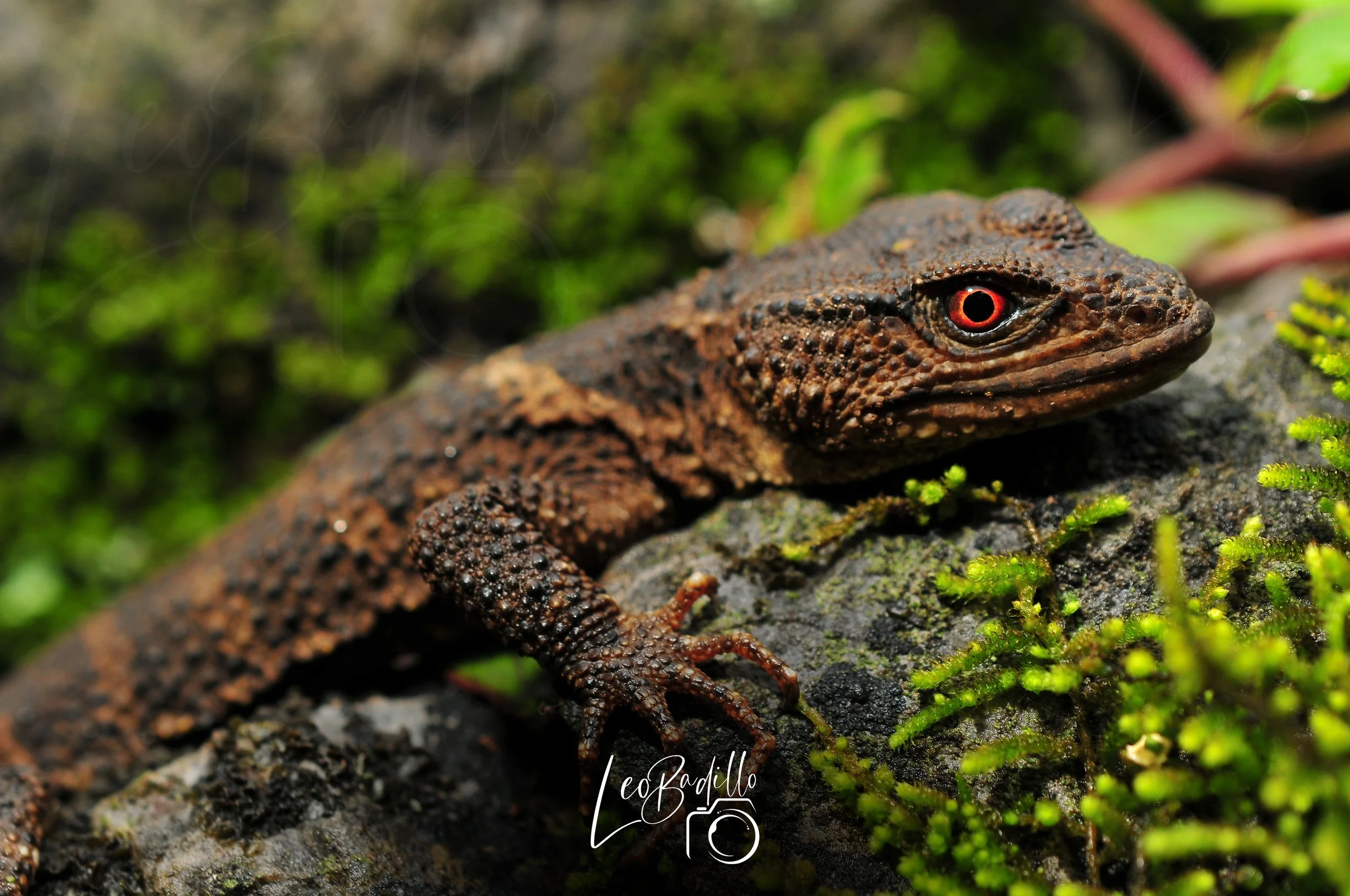 Lagarto marrón con piel rugosa descansando sobre roca cubierta de musgo verde.
