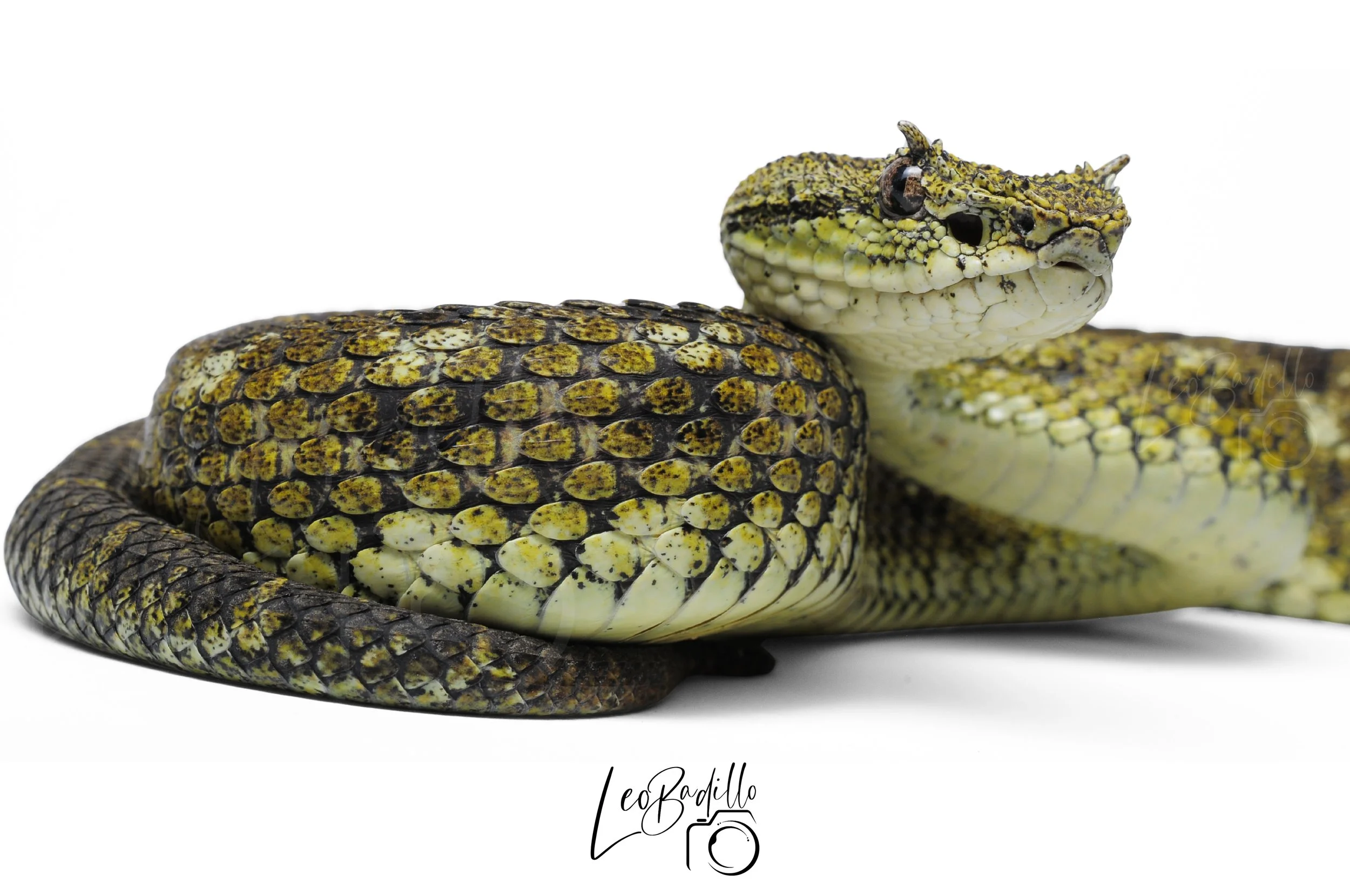 Serpiente con escamas amarillas y negras en fondo blanco.