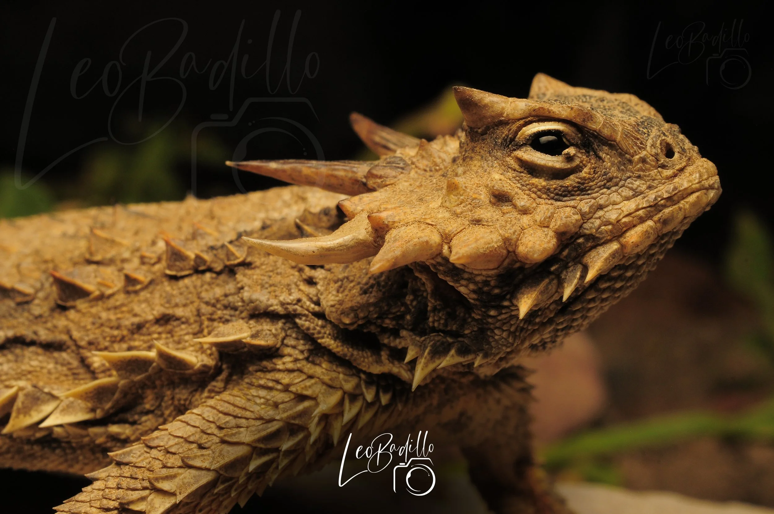 Camaleón con cuerpo escamoso y cuernos en la cabeza