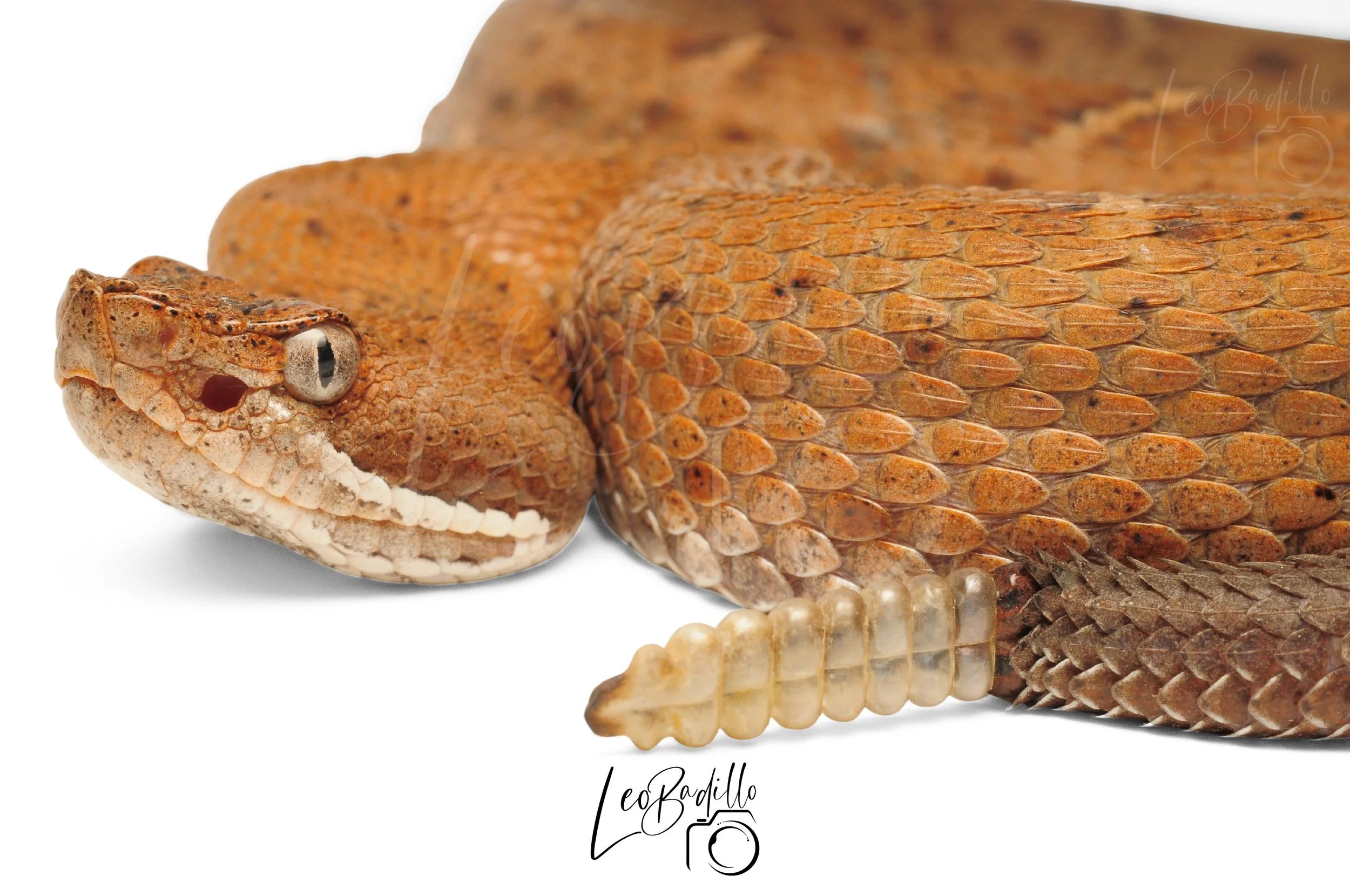 Serpiente de color marrón con escamas robustas y ojos grandes, mirando hacia la izquierda en un fondo blanco.