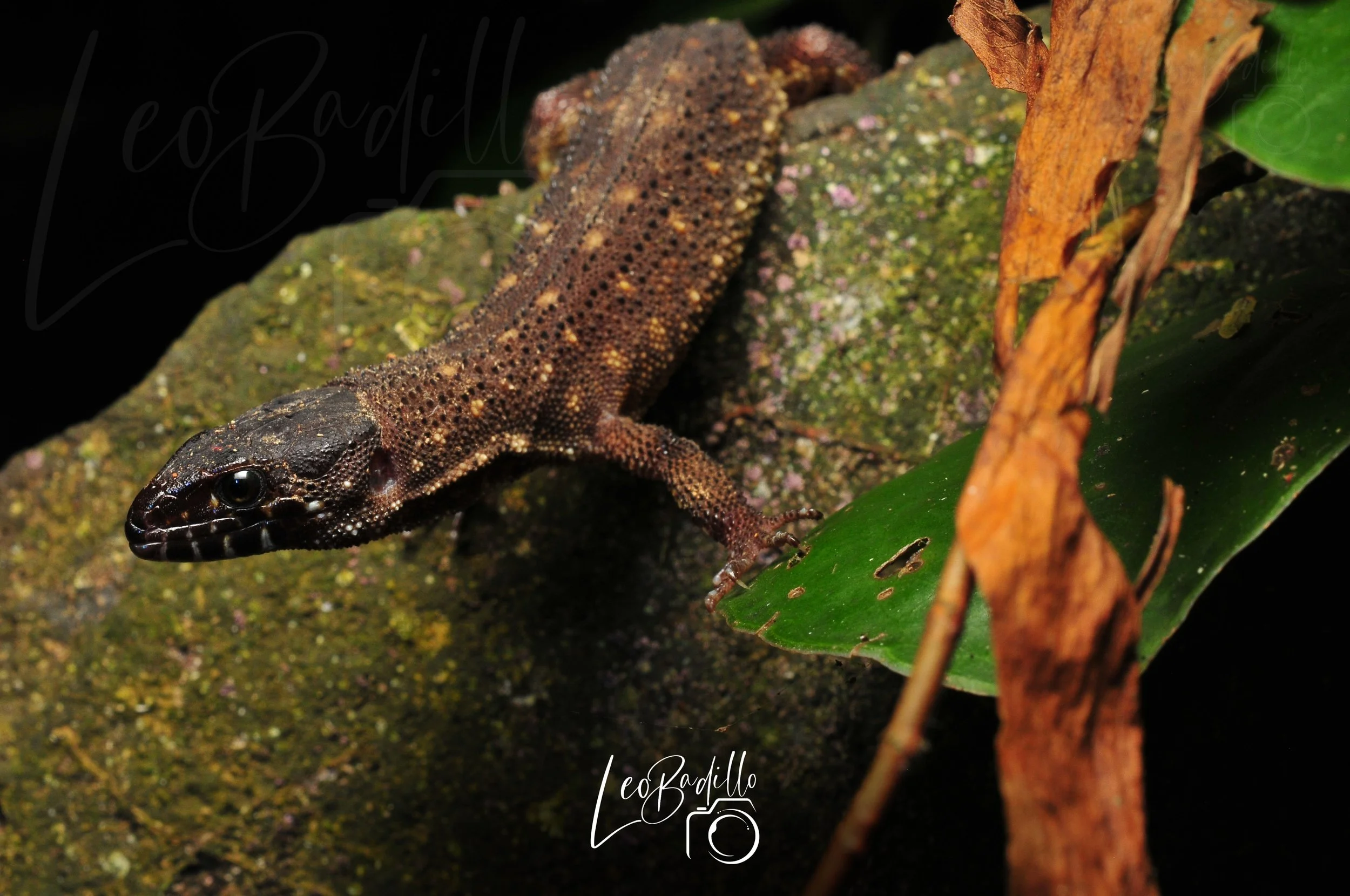 Lagartija en hojas y roca, con fondo negro.