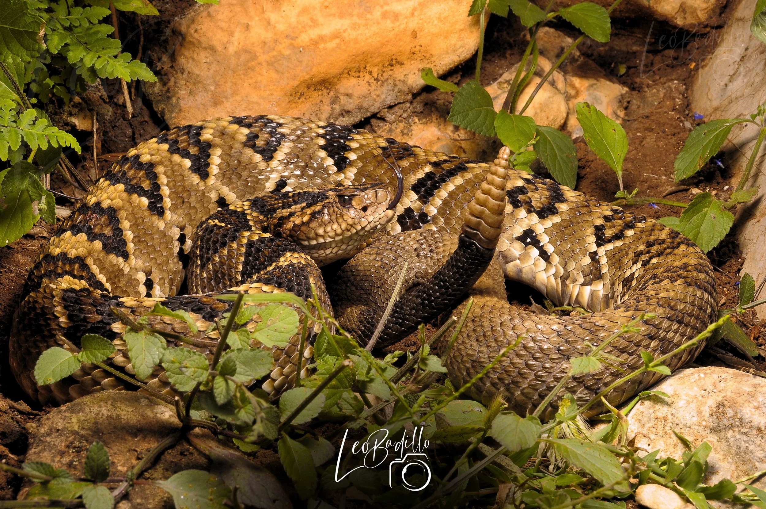 Serpiente de cascabel en el suelo entre plantas y piedras.